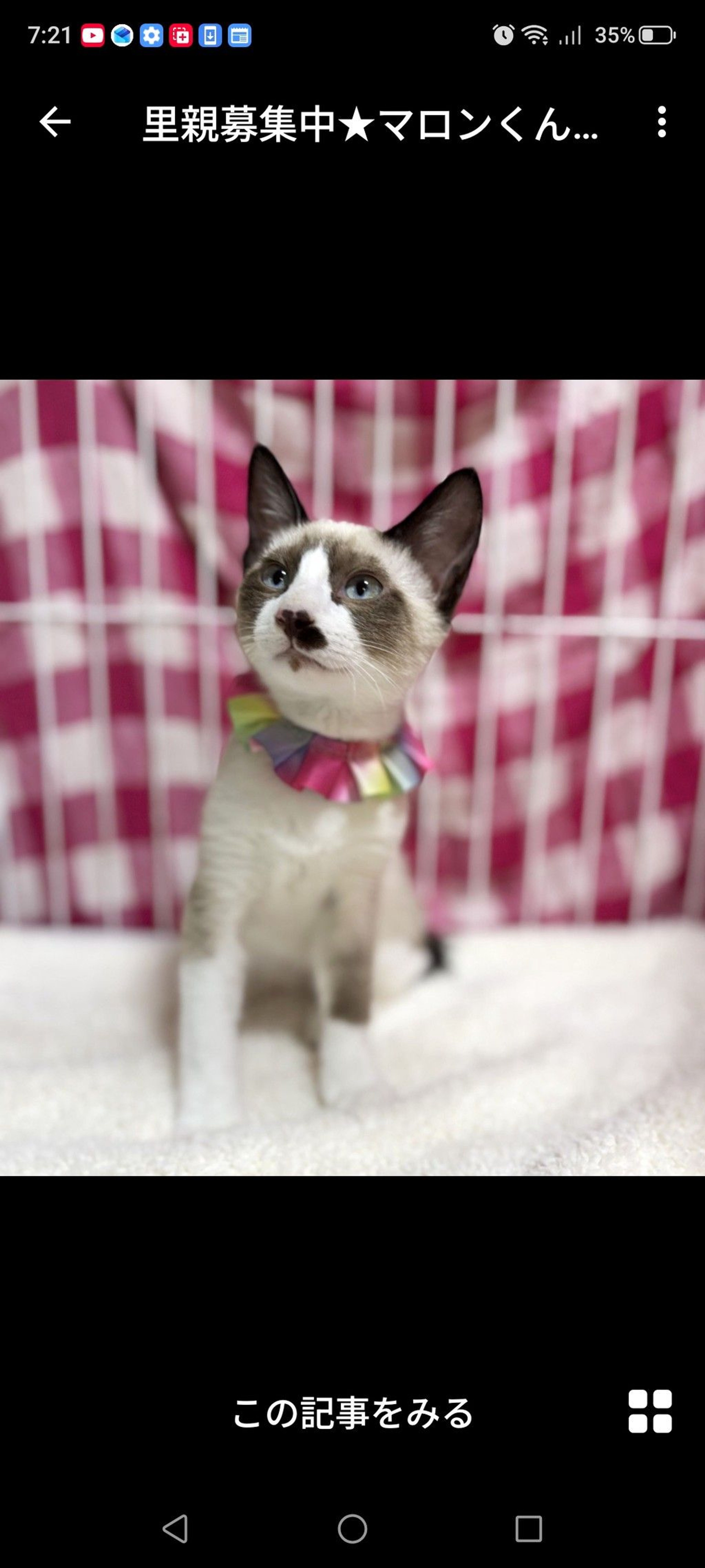 雑種（ミックス猫）・オスの里親募集の写真