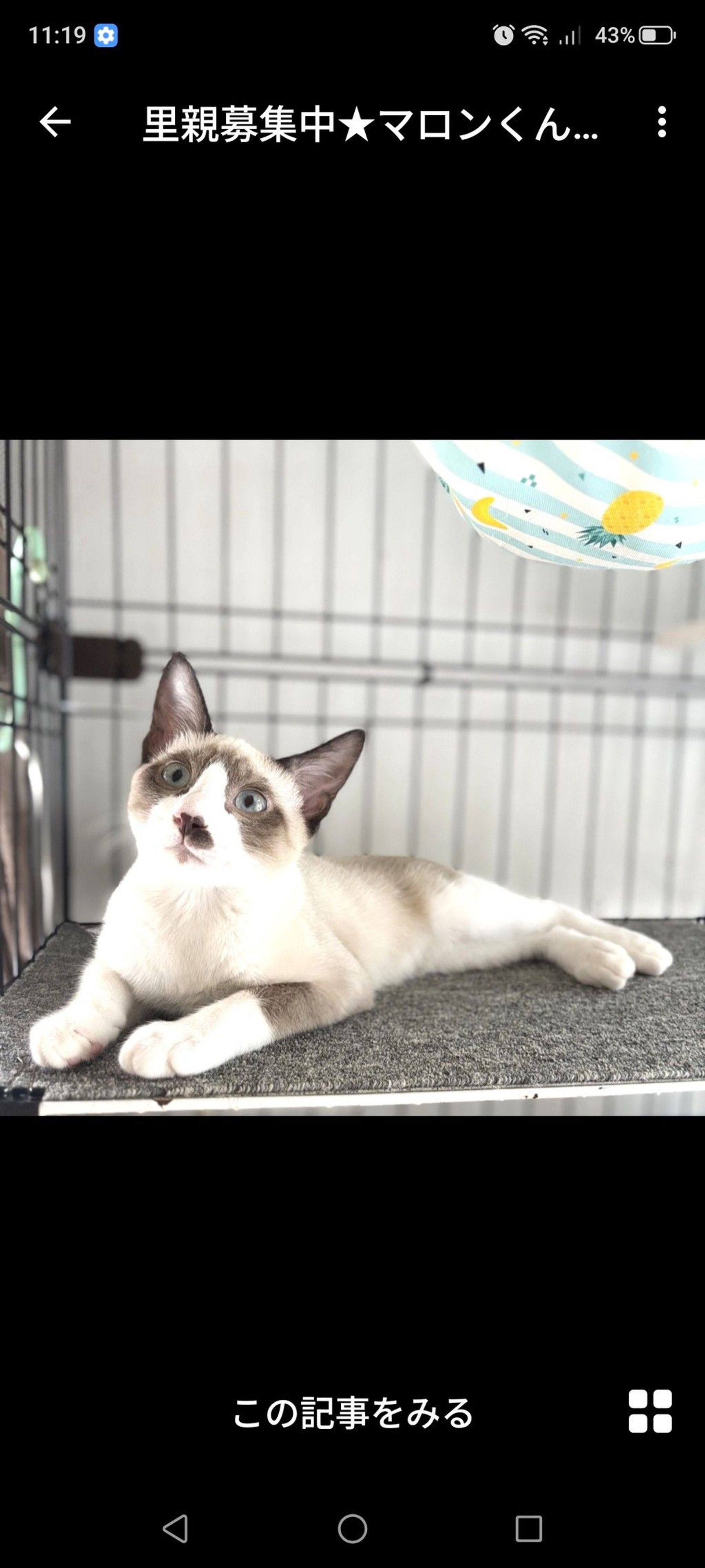 雑種（ミックス猫）・オスの里親募集の写真
