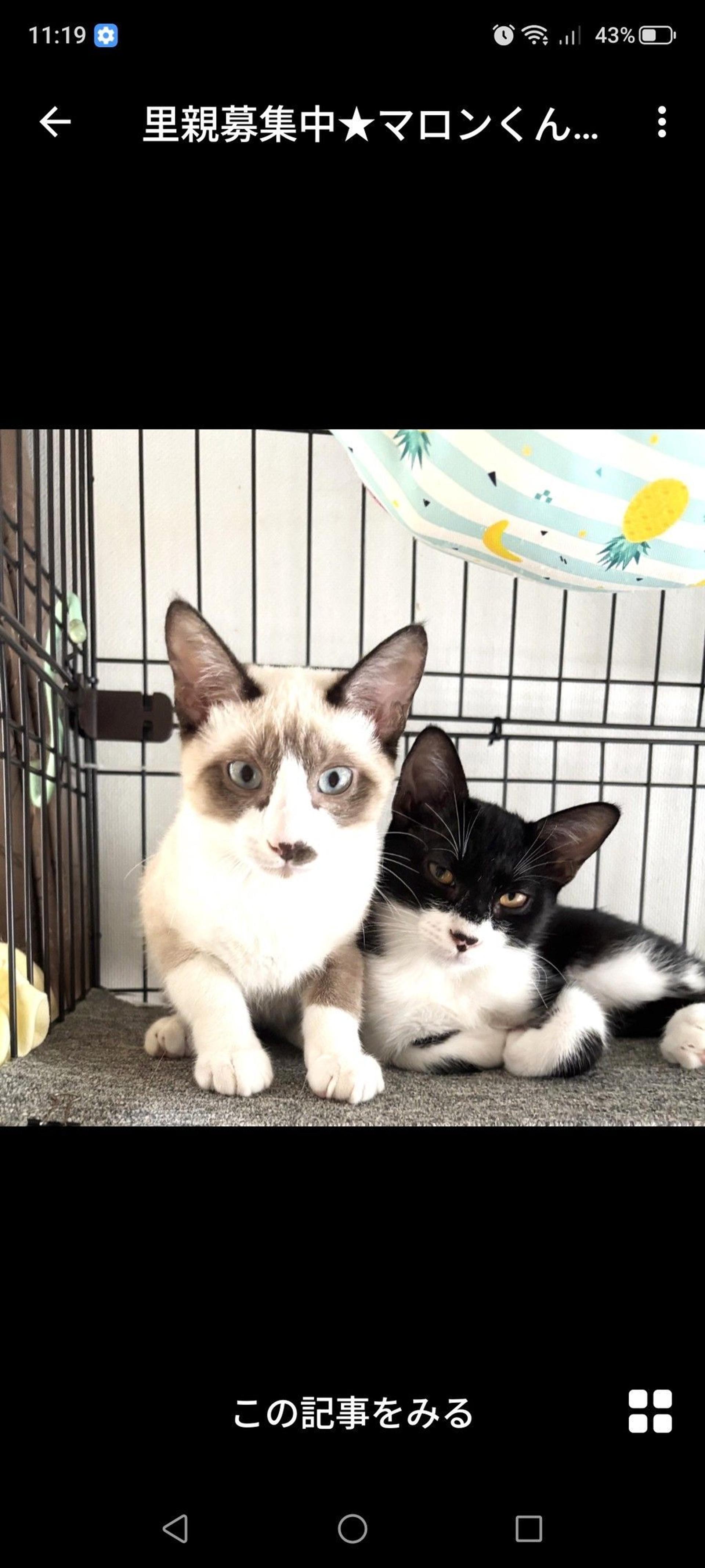 pet-image-3