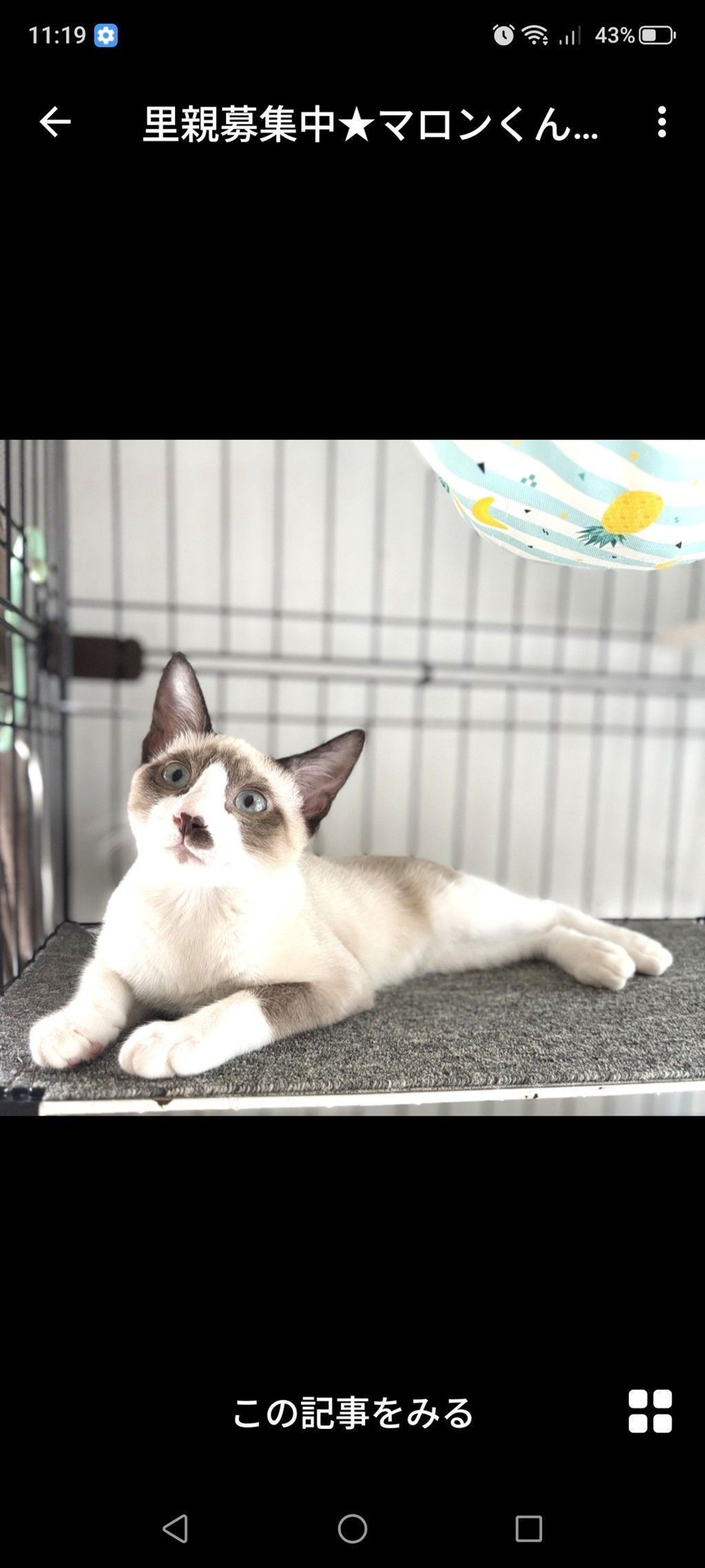 雑種（ミックス猫）・オスの里親募集の写真