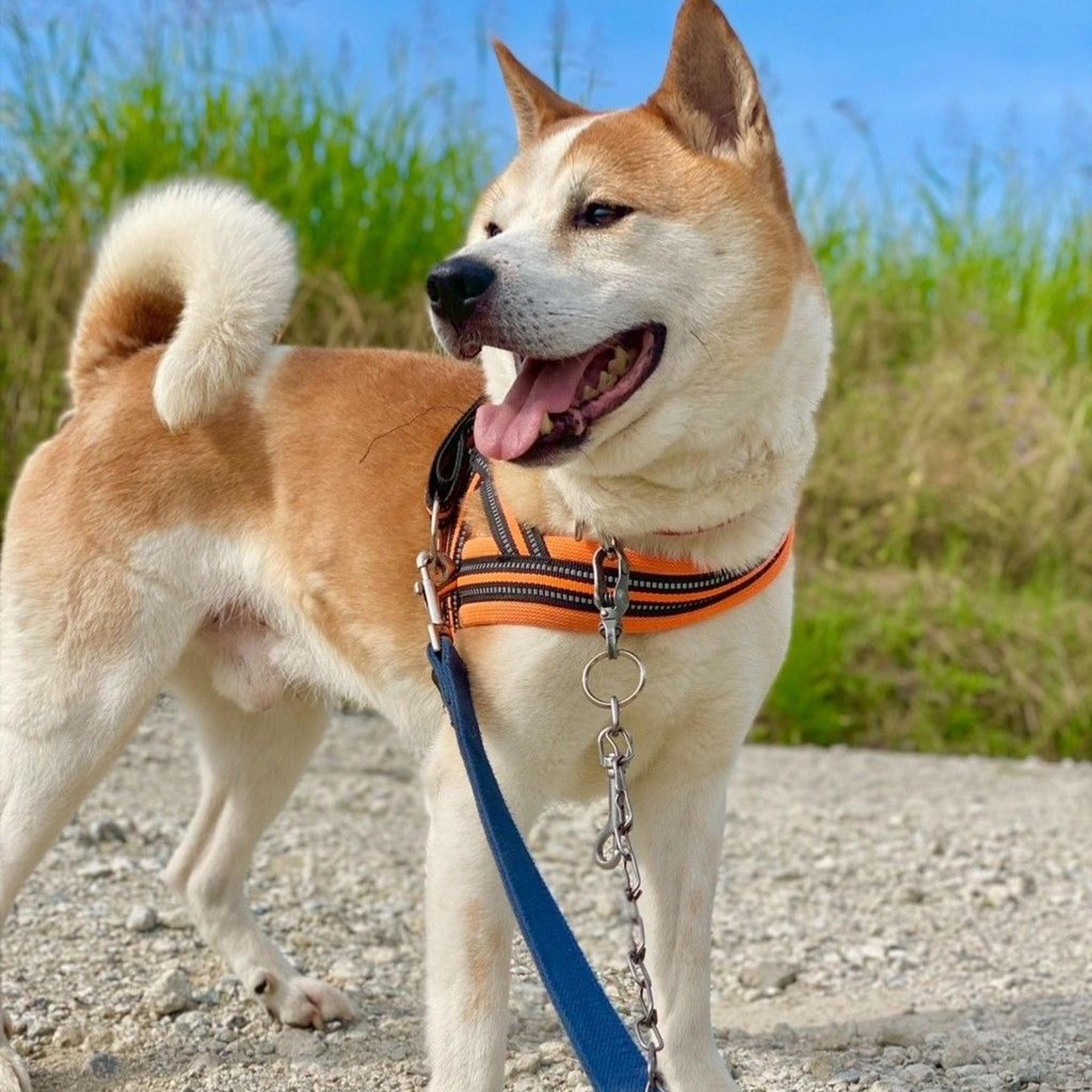 pet-image-2