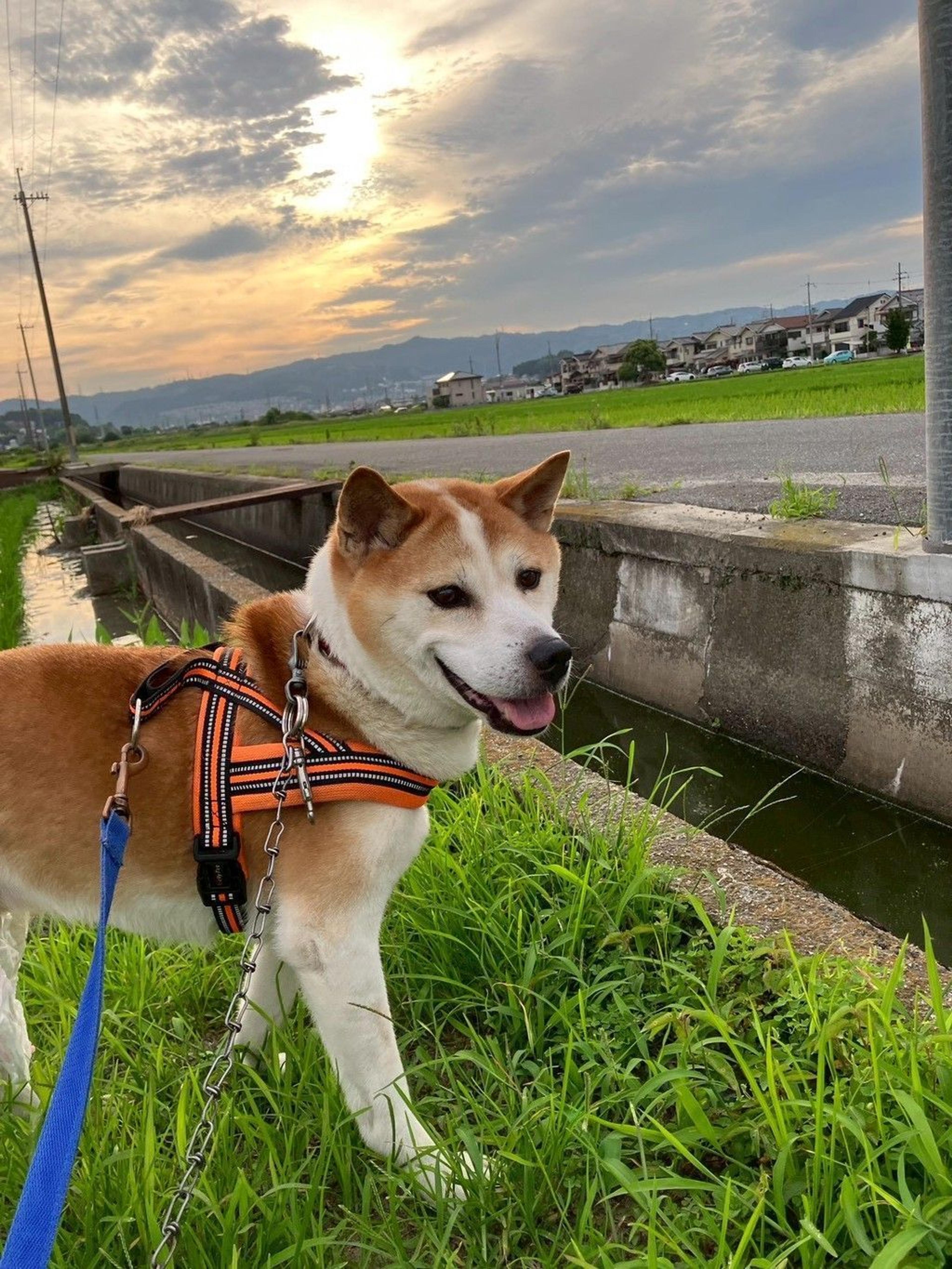 pet-image-6