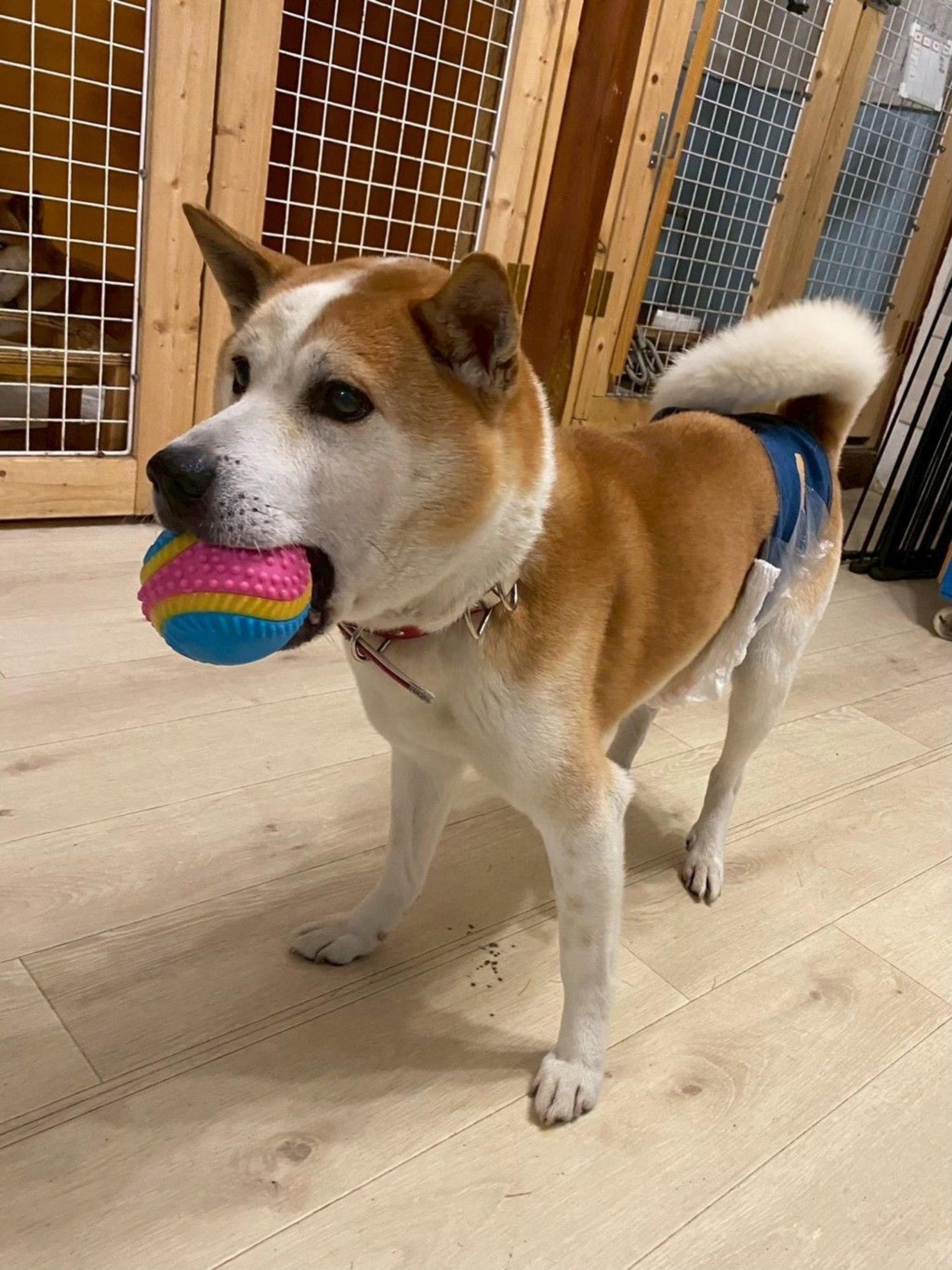 pet-image-7