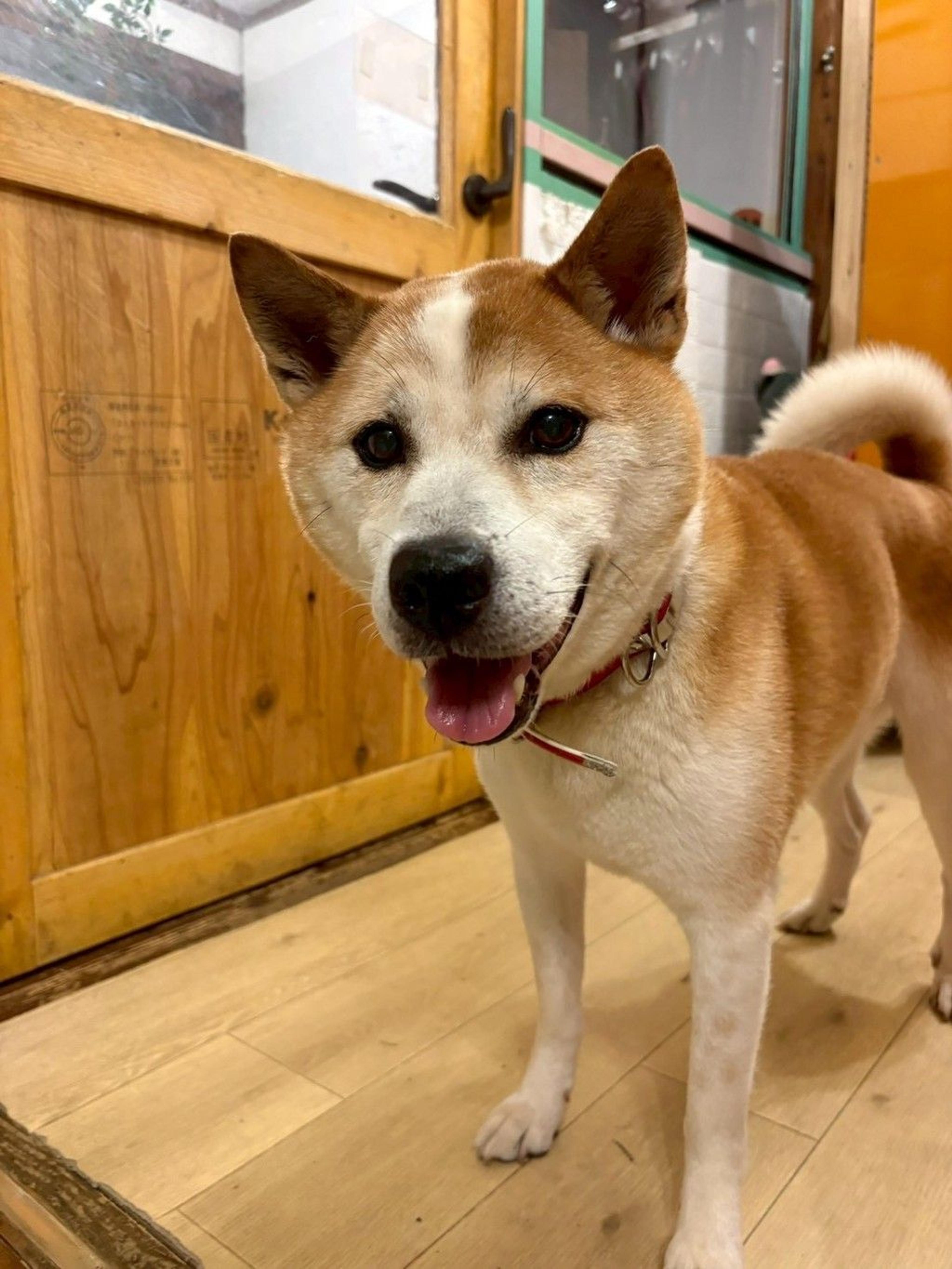 pet-image-8