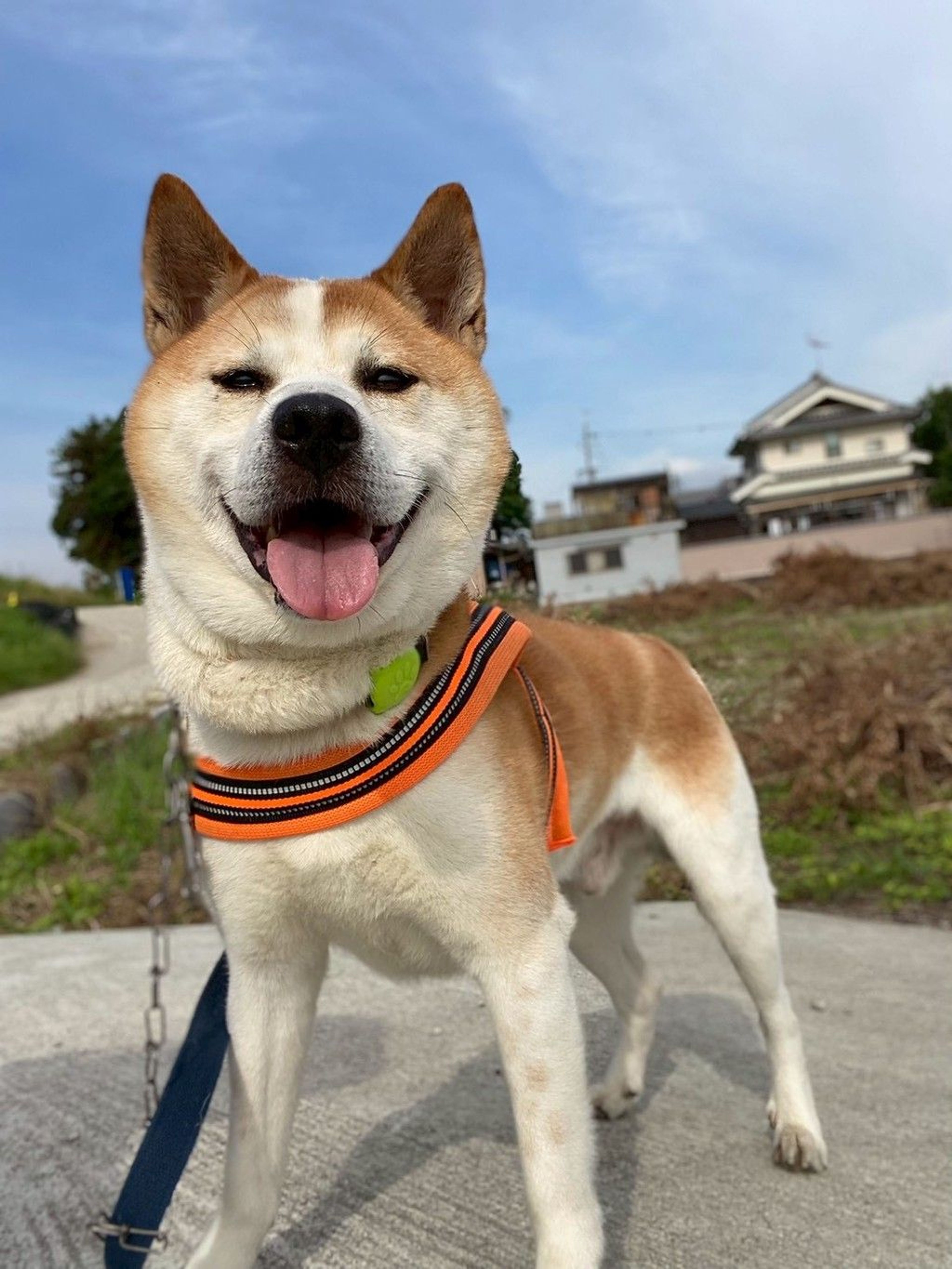 雑種（ミックス犬）・オスの里親募集の写真