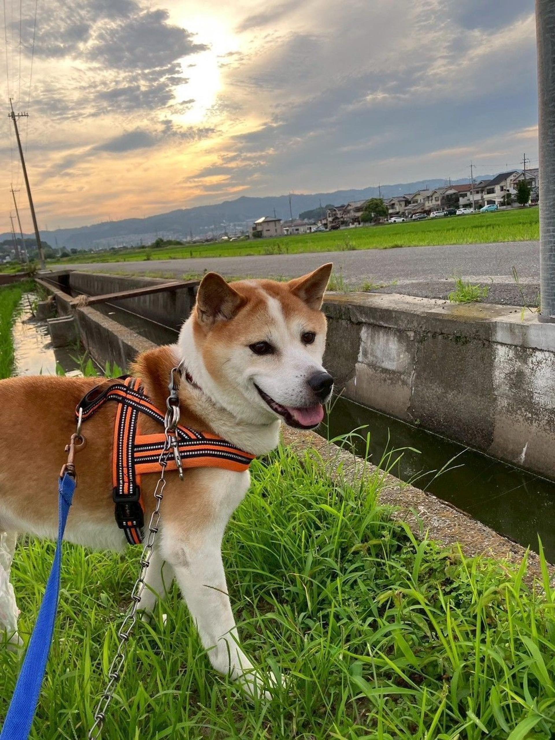 pet-image-2
