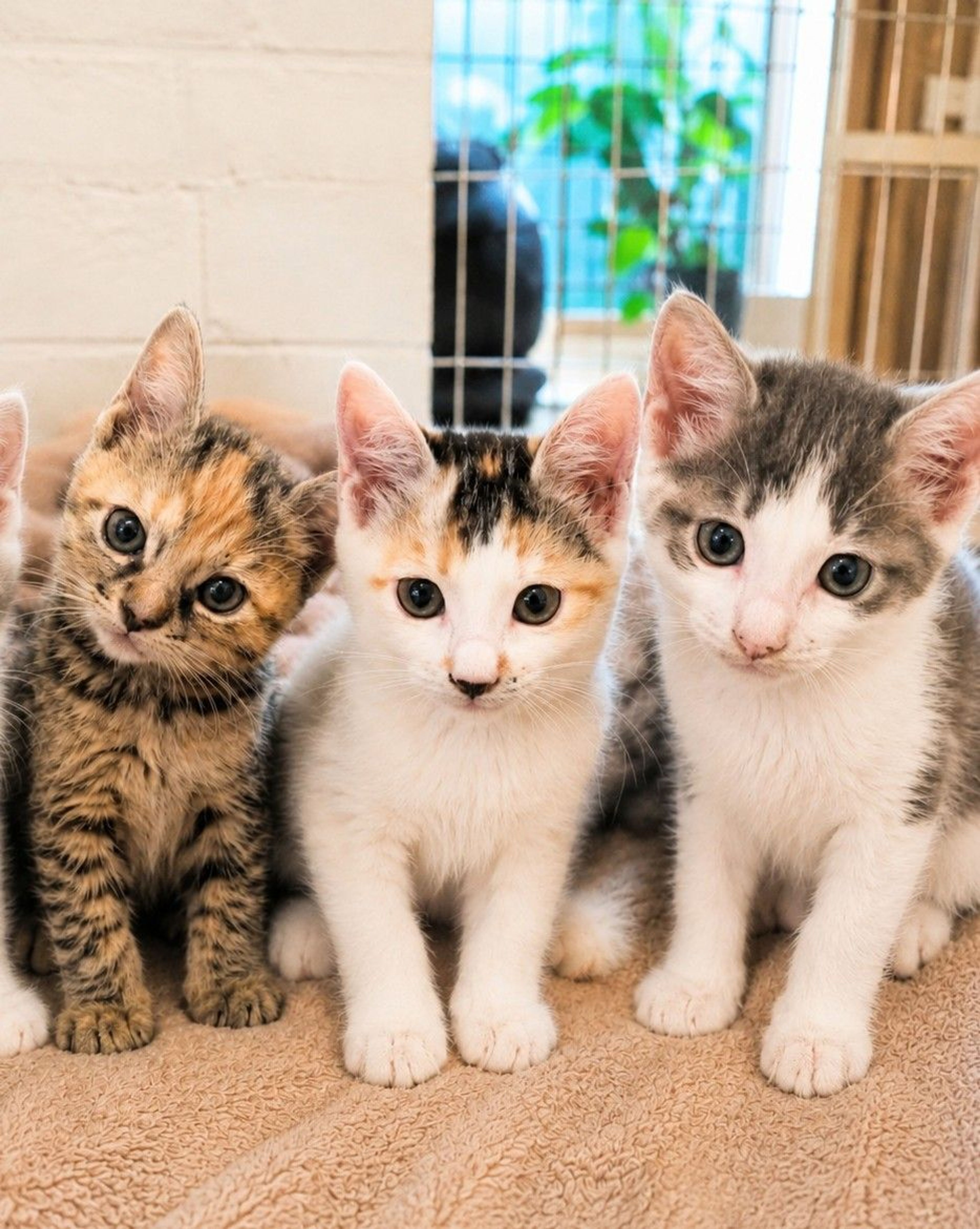 雑種（ミックス猫）・メスの里親募集の写真