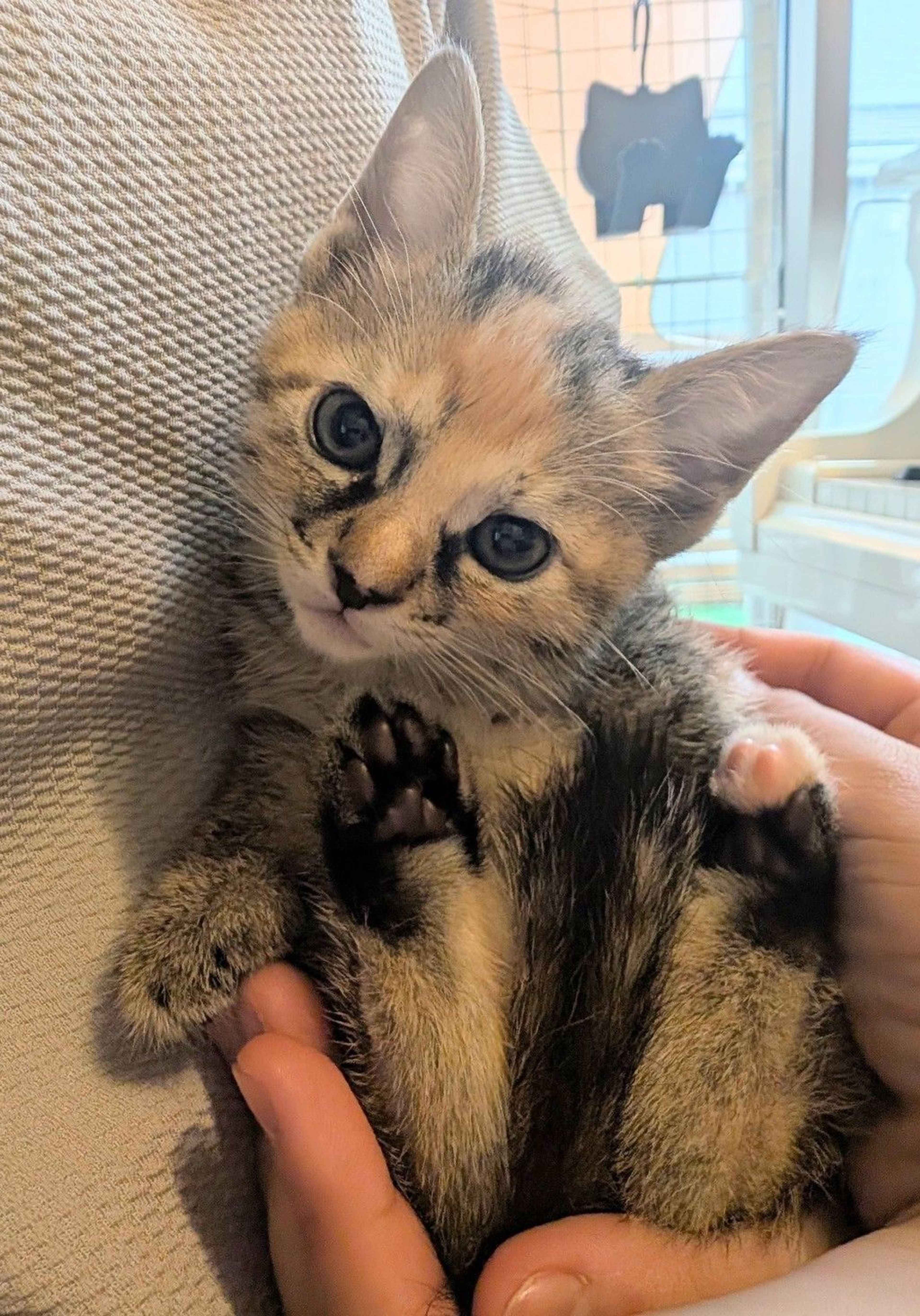 雑種（ミックス猫）・メスの里親募集の写真