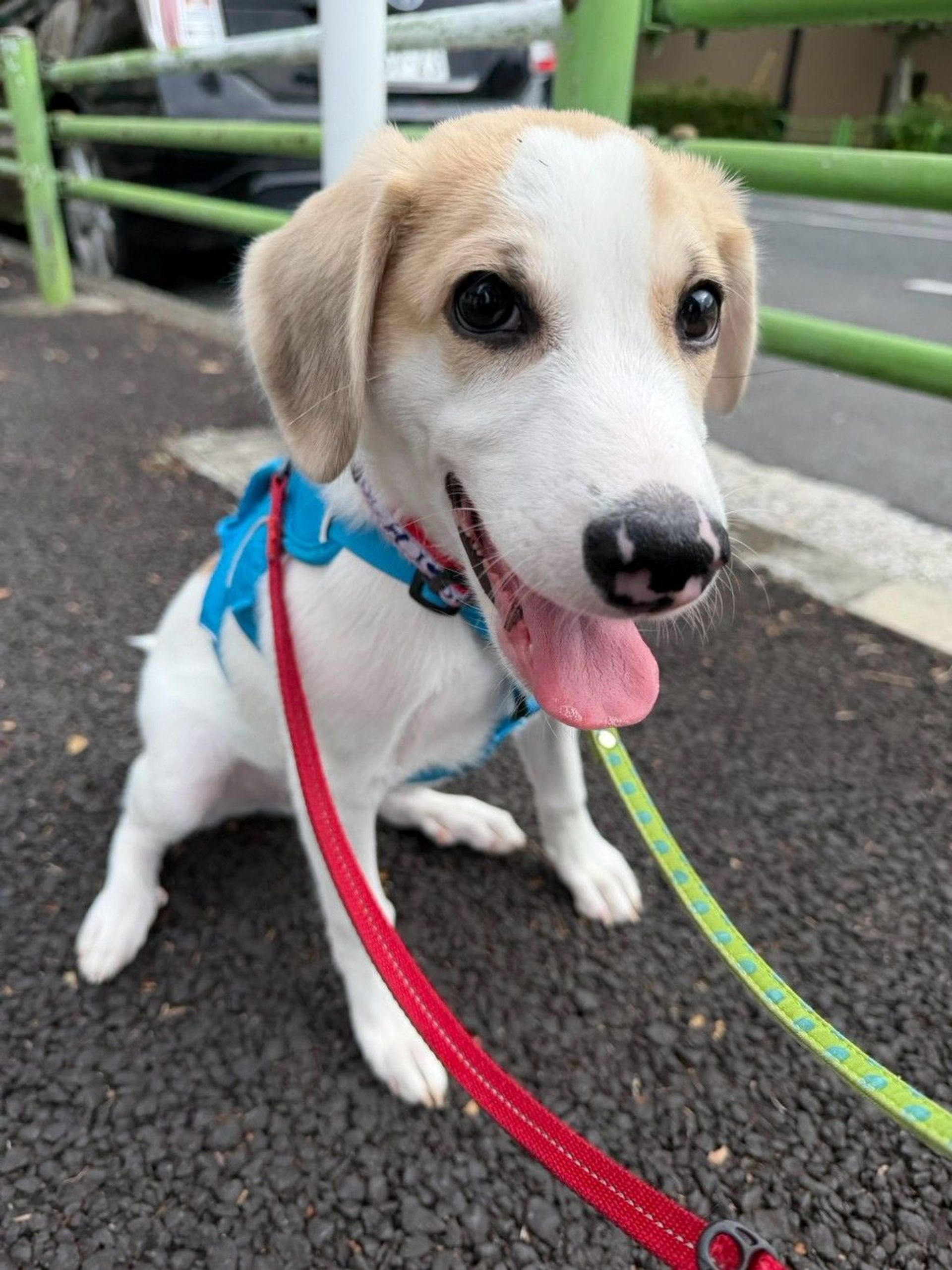 雑種（ミックス犬）・オスの里親募集の写真