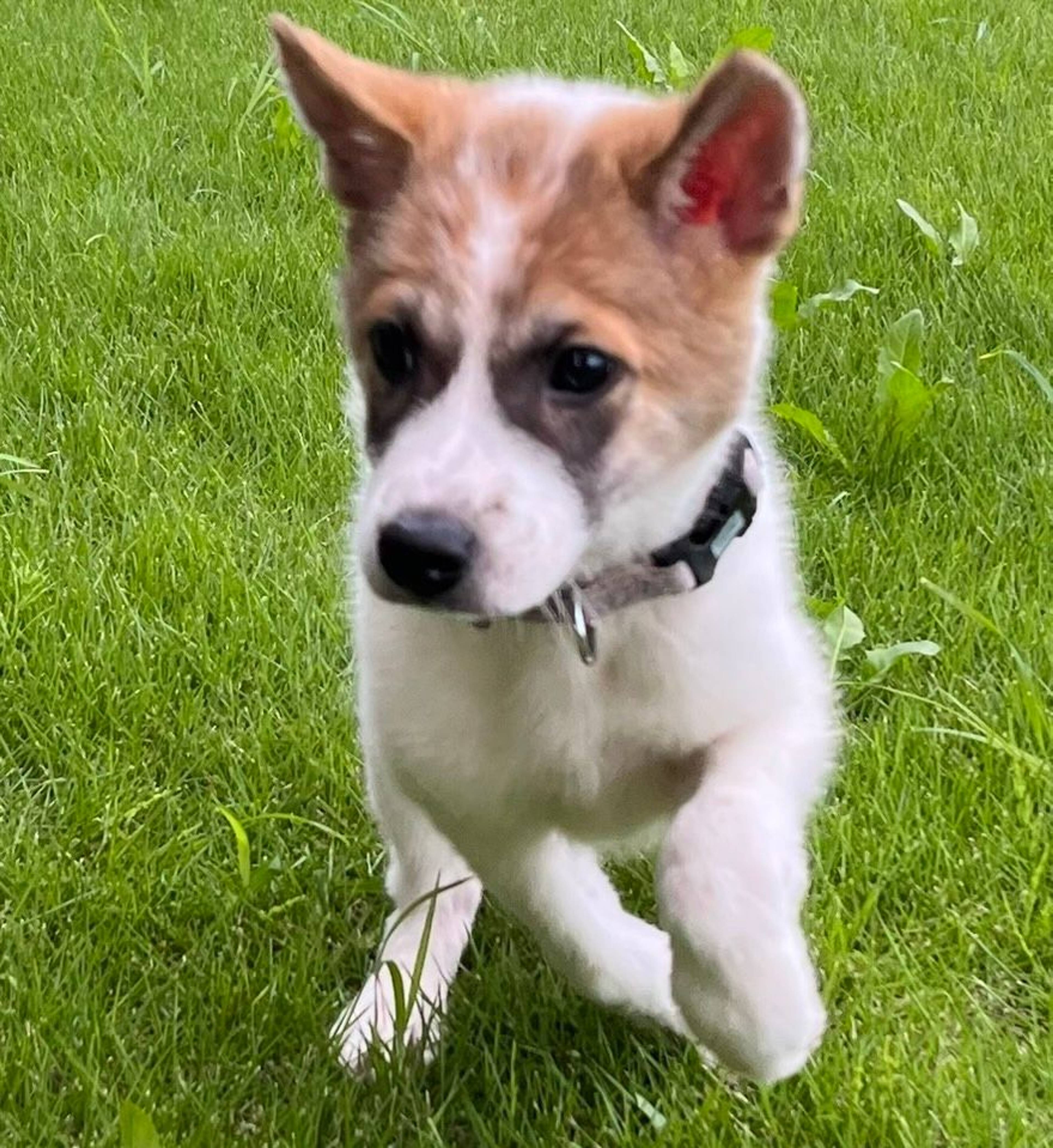 雑種（ミックス犬）・オスの里親募集の写真
