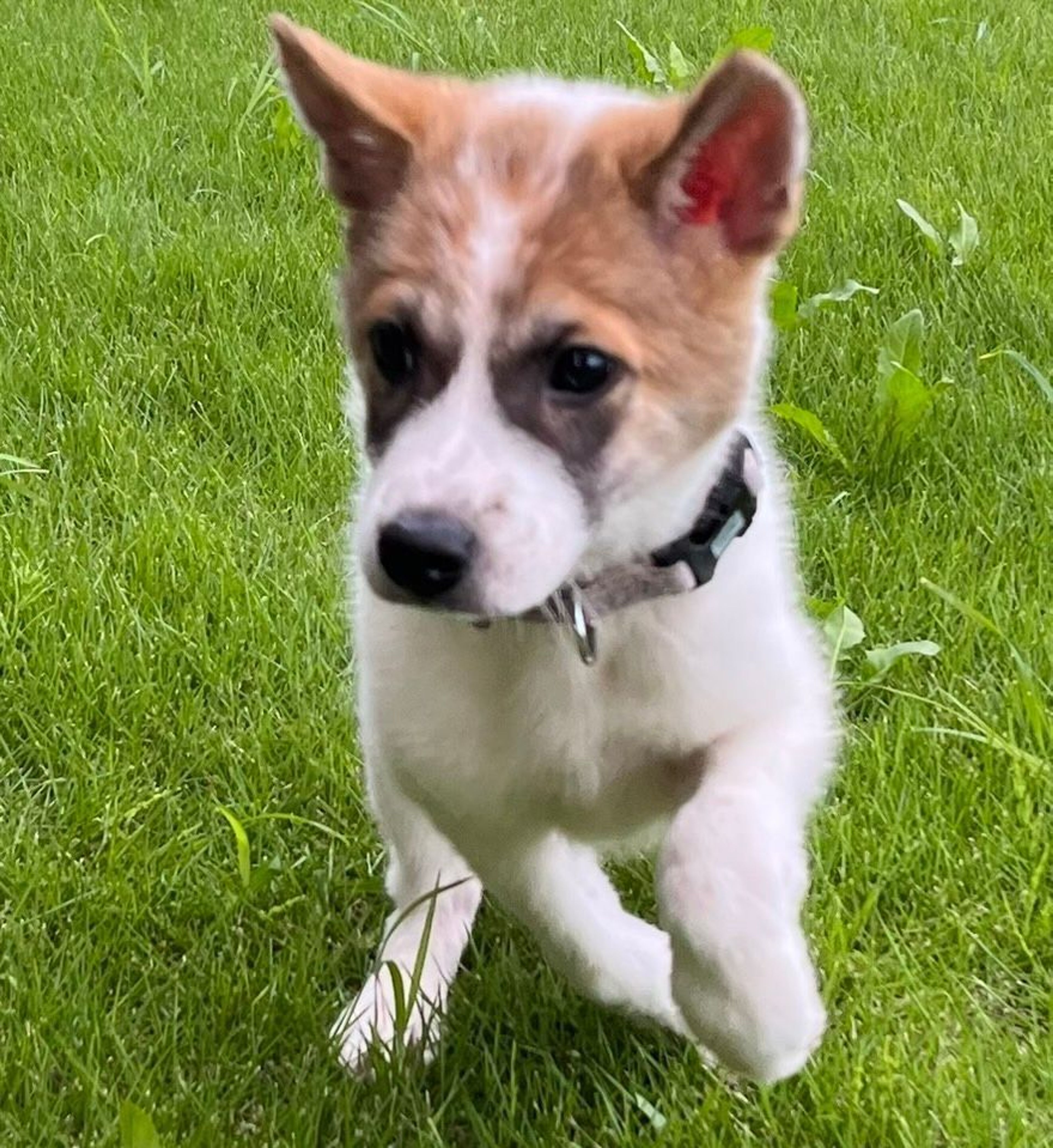 雑種（ミックス犬）・オスの里親募集の写真