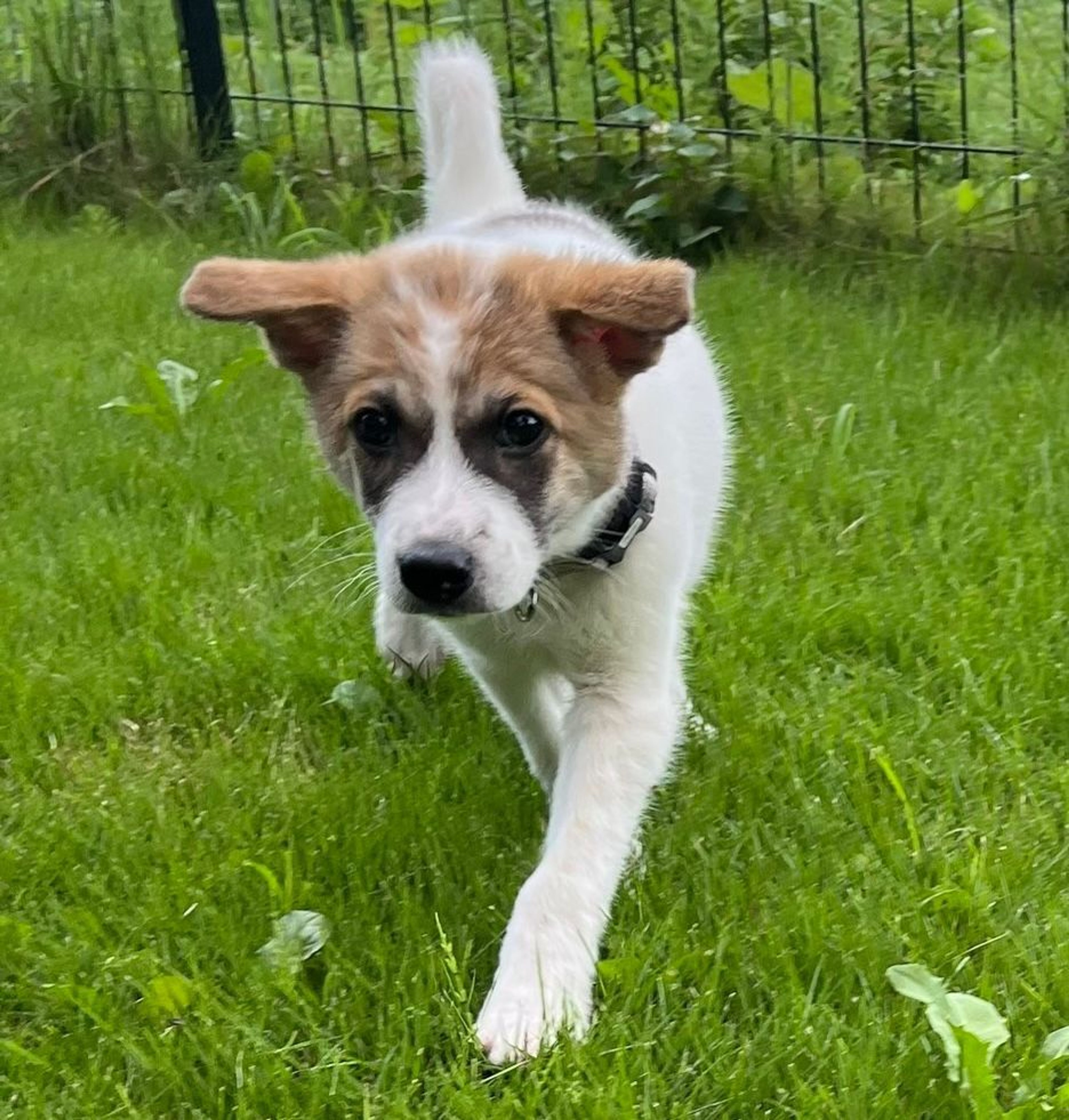 雑種（ミックス犬）・オスの里親募集の写真