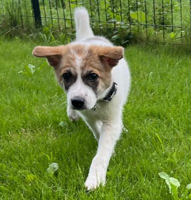 人懐っこい仔犬ラッキーの写真