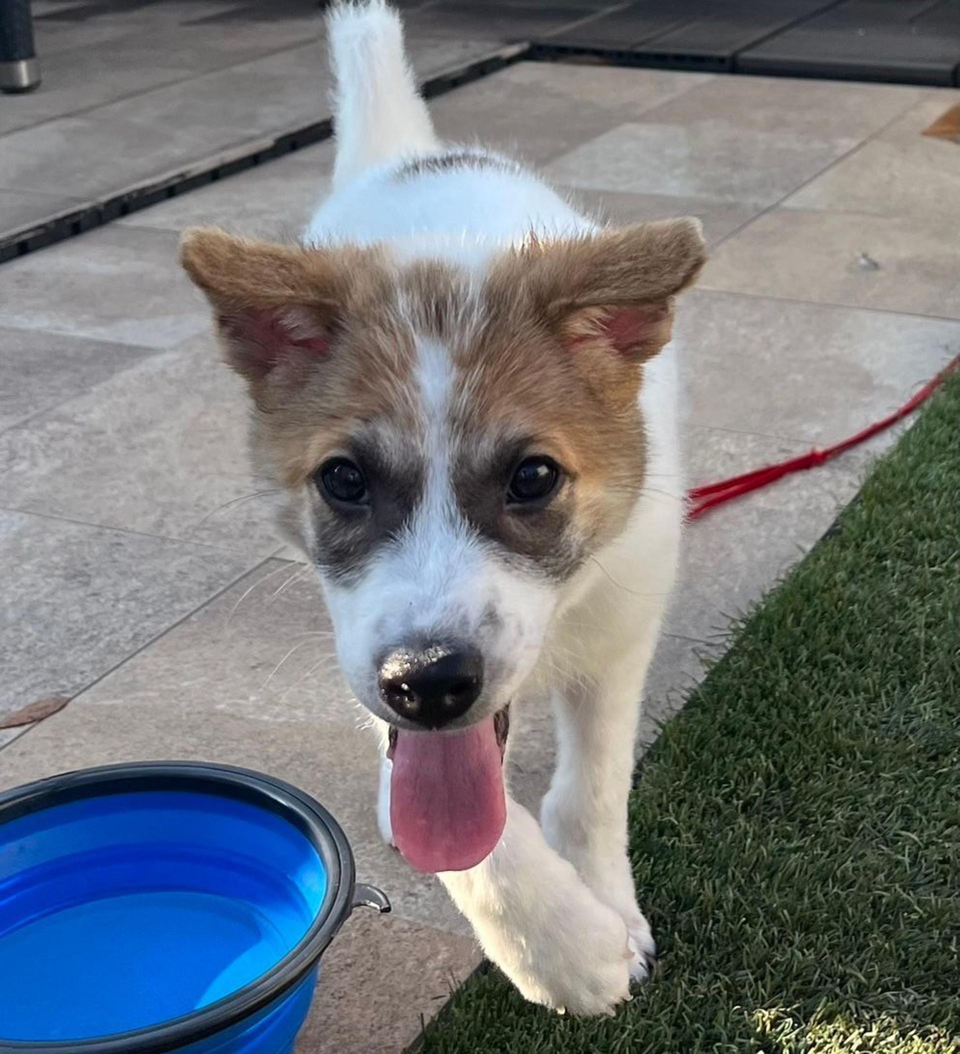 pet-image-2