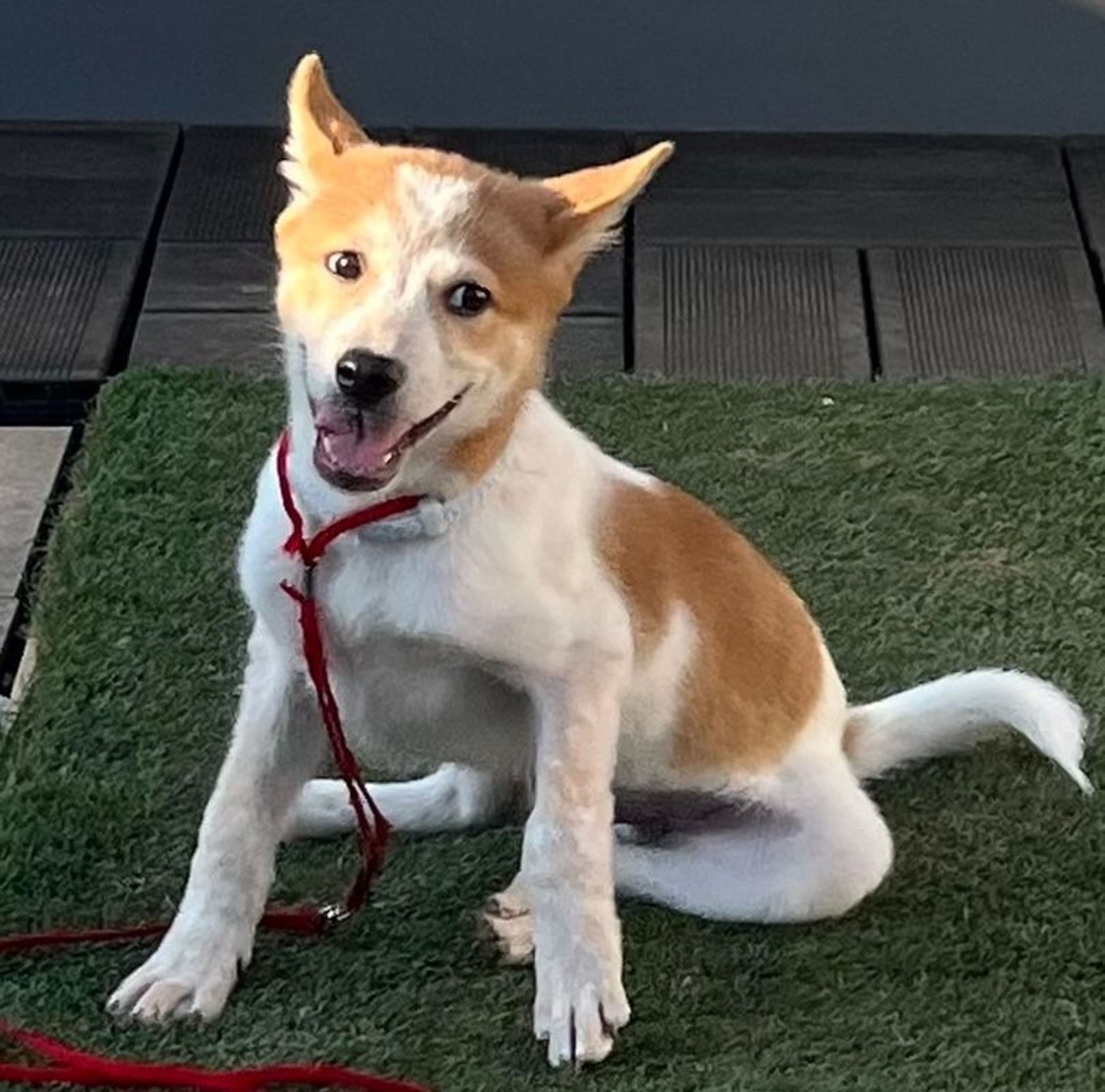 雑種（ミックス犬）・オスの里親募集の写真