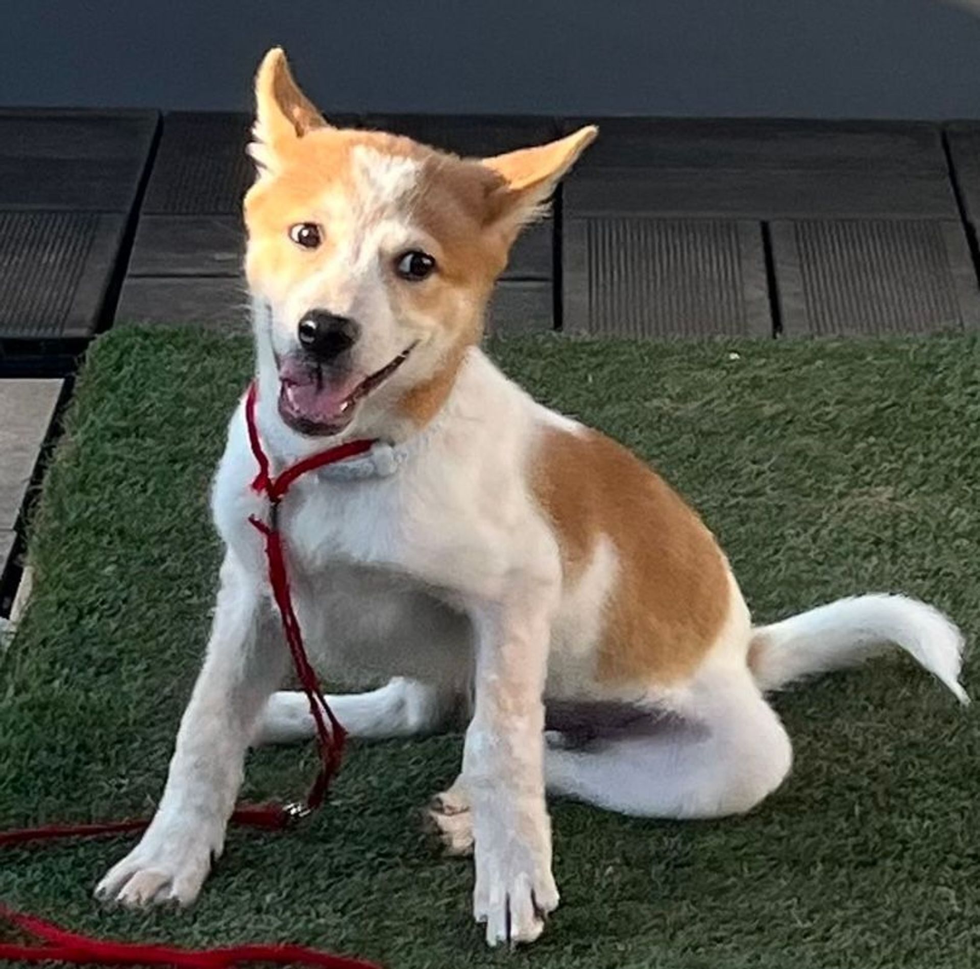 雑種（ミックス犬）・オスの里親募集の写真