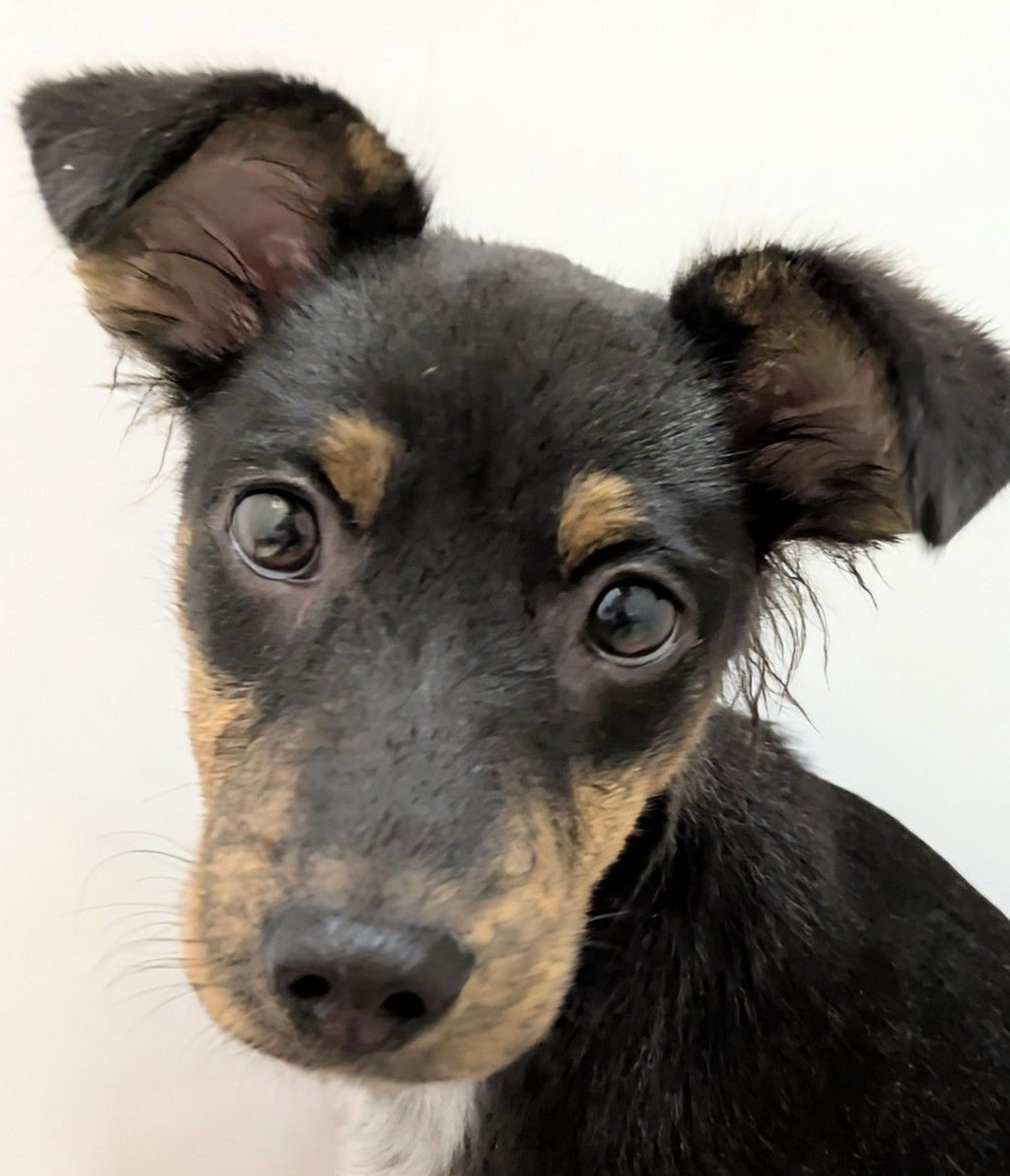 雑種（ミックス犬）・メスの里親募集の写真