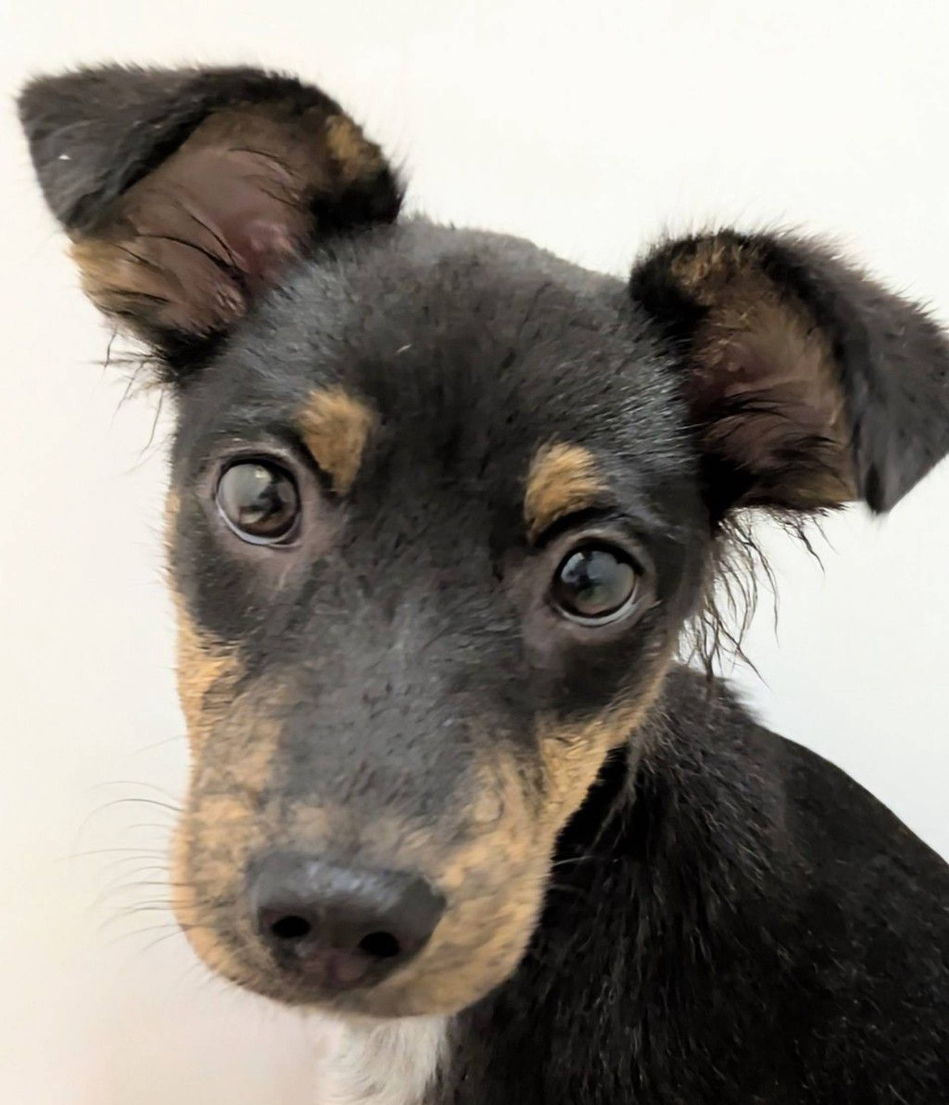 雑種（ミックス犬）・メスの里親募集の写真