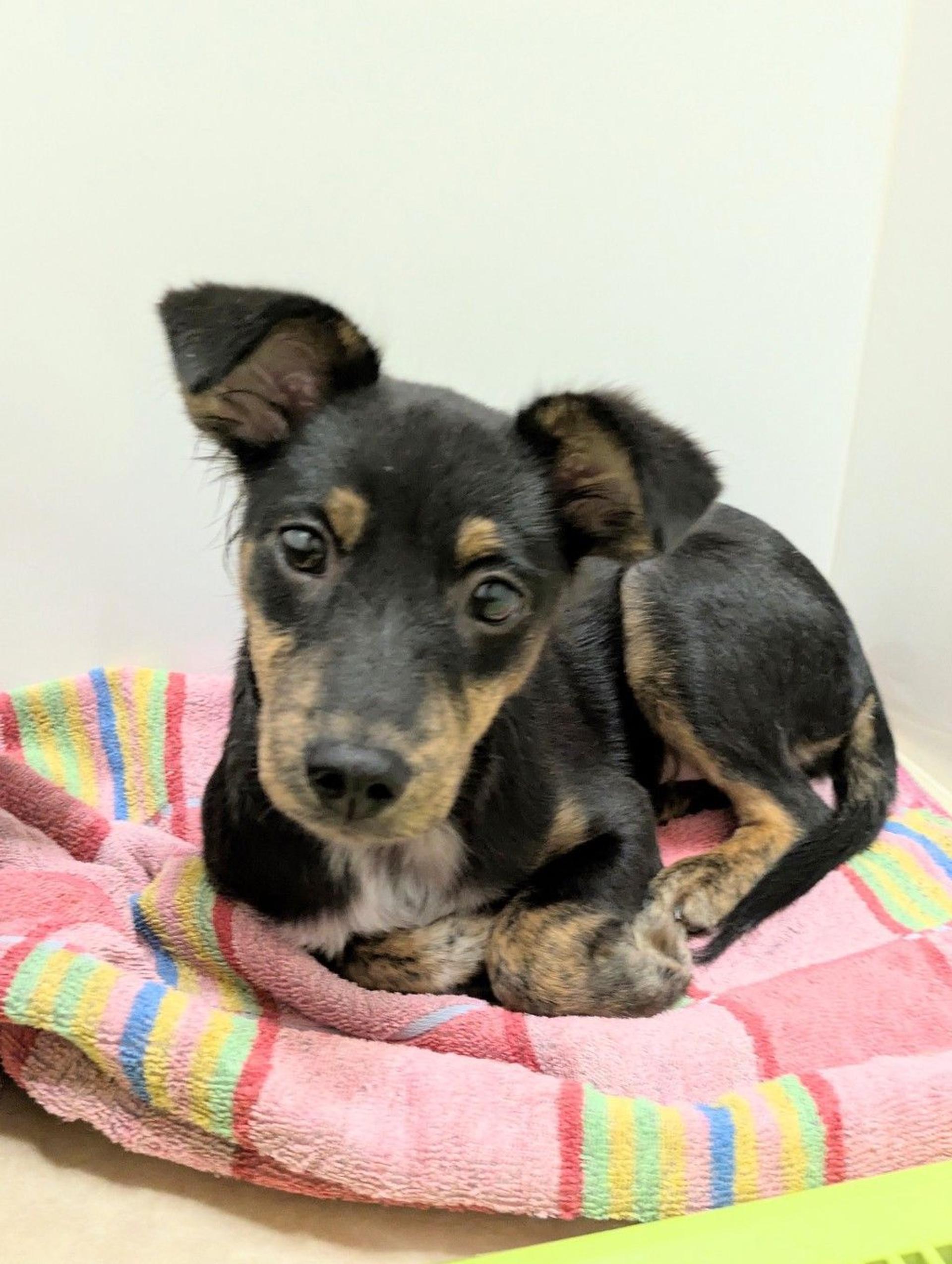 pet-image-2