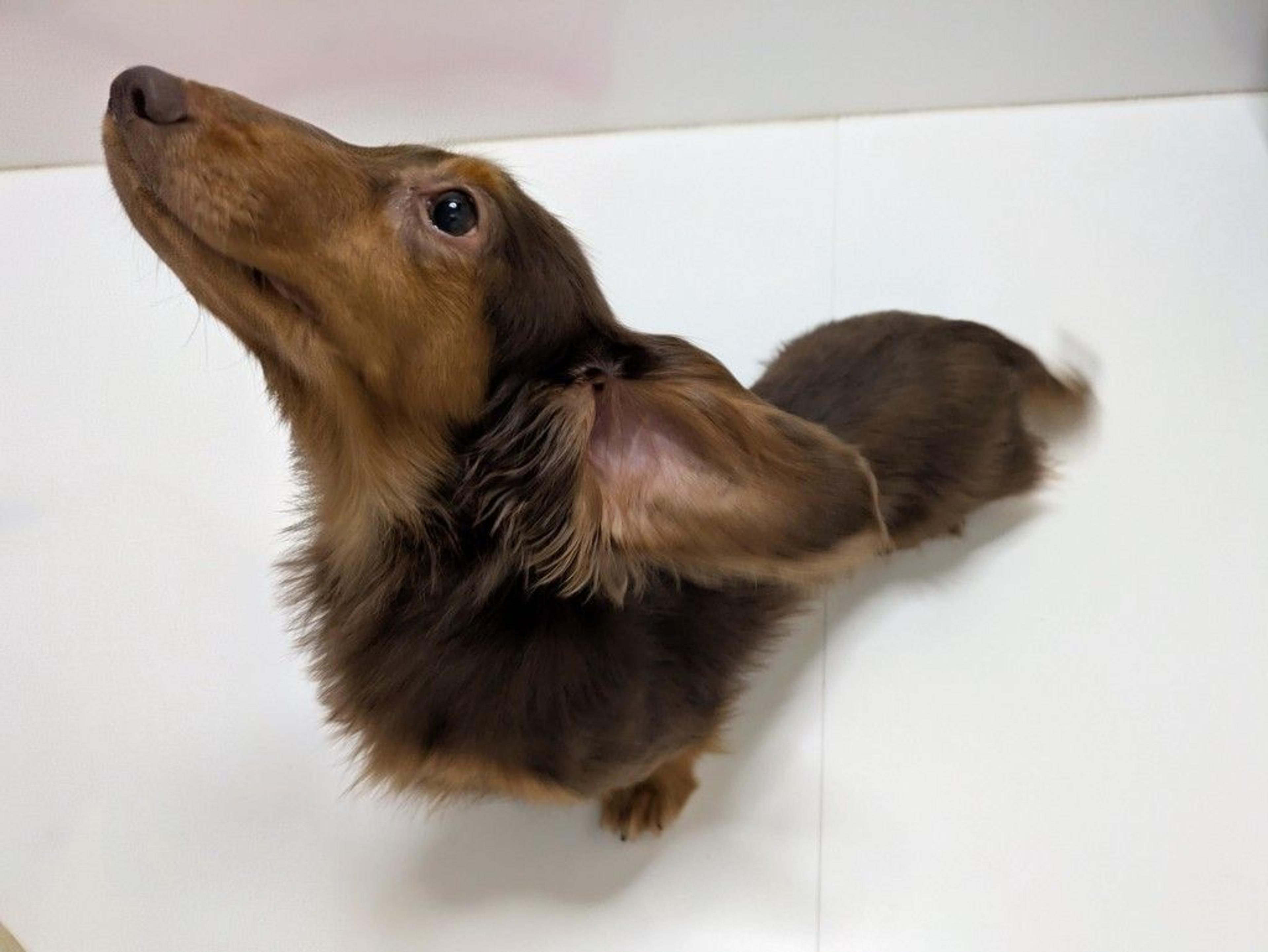 pet-image-2