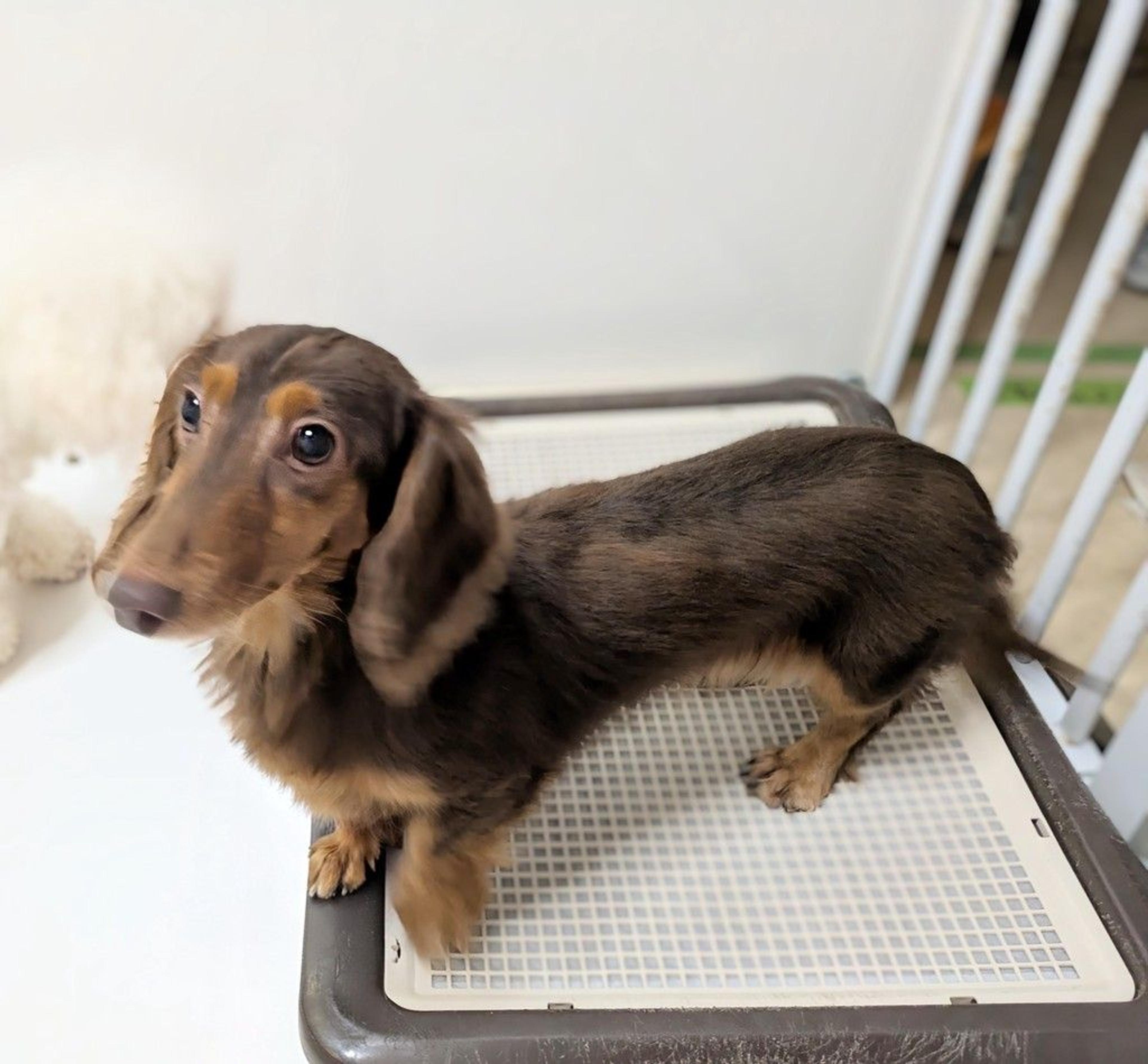 pet-image-3