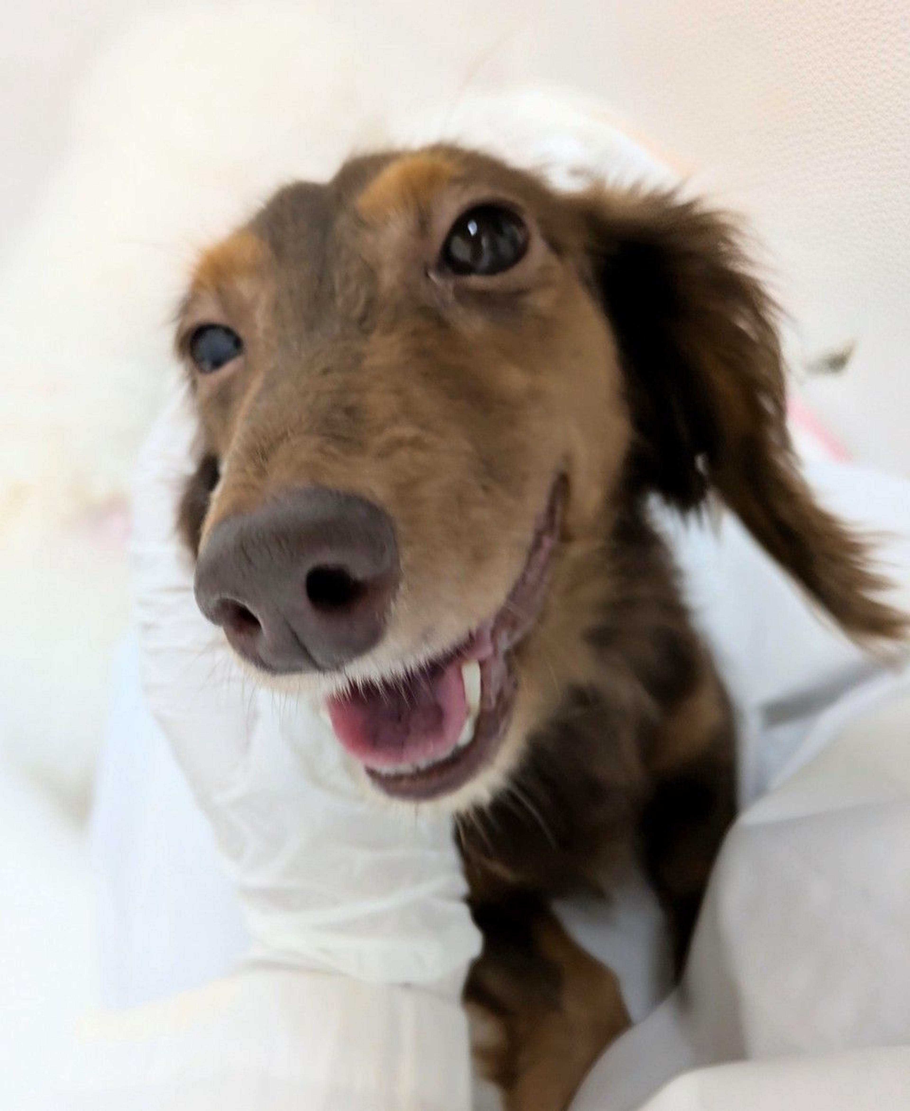 pet-image-4