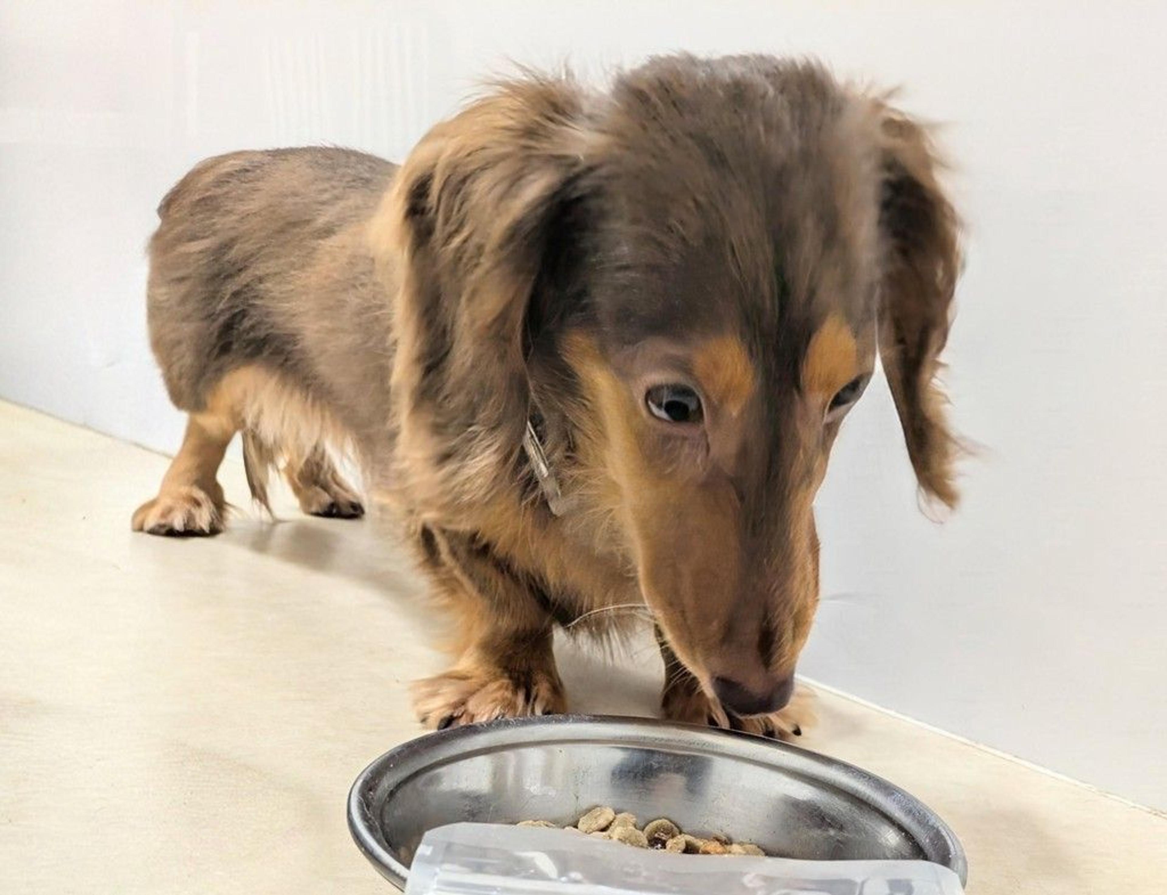 pet-image-5