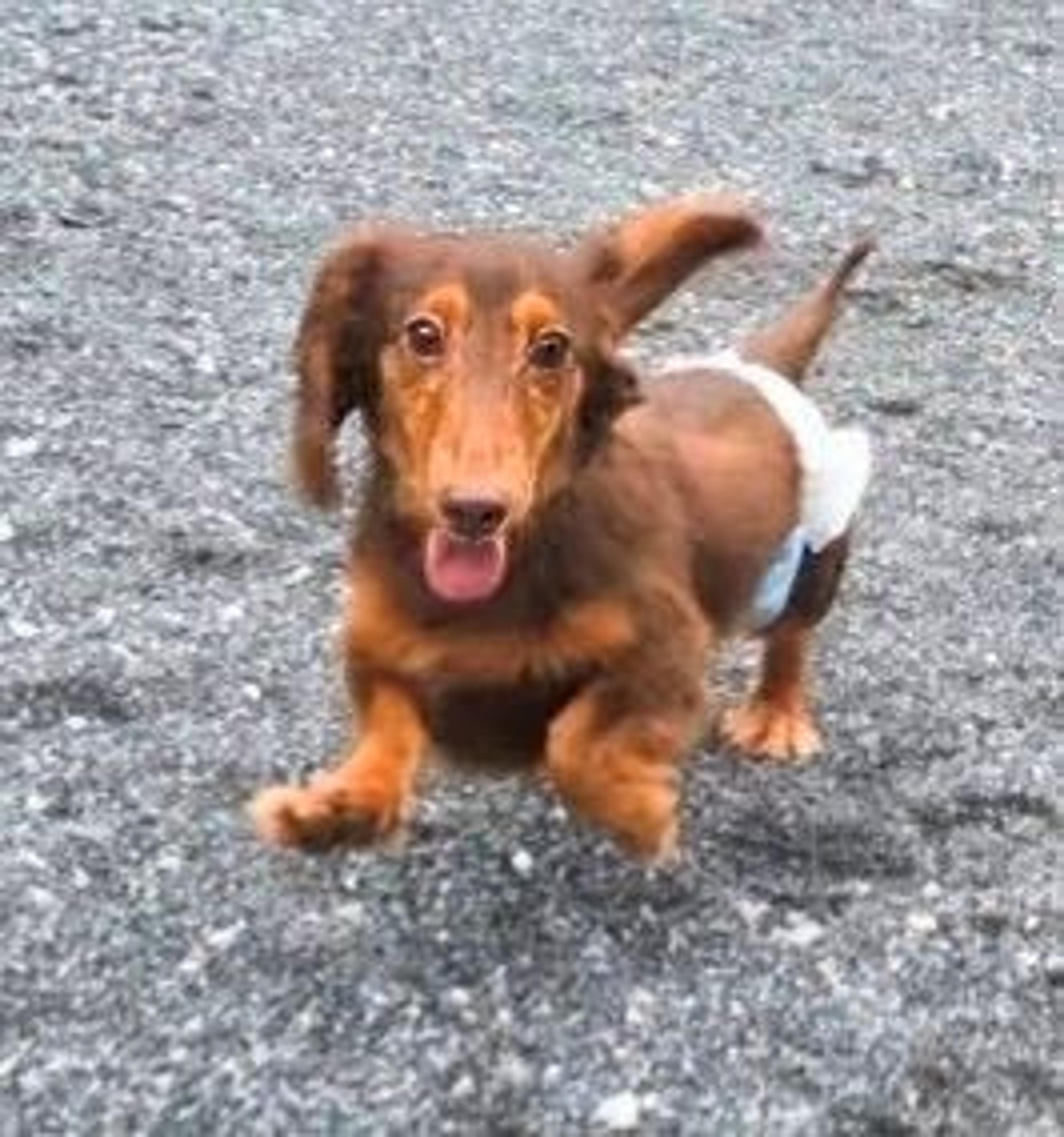 pet-image-6