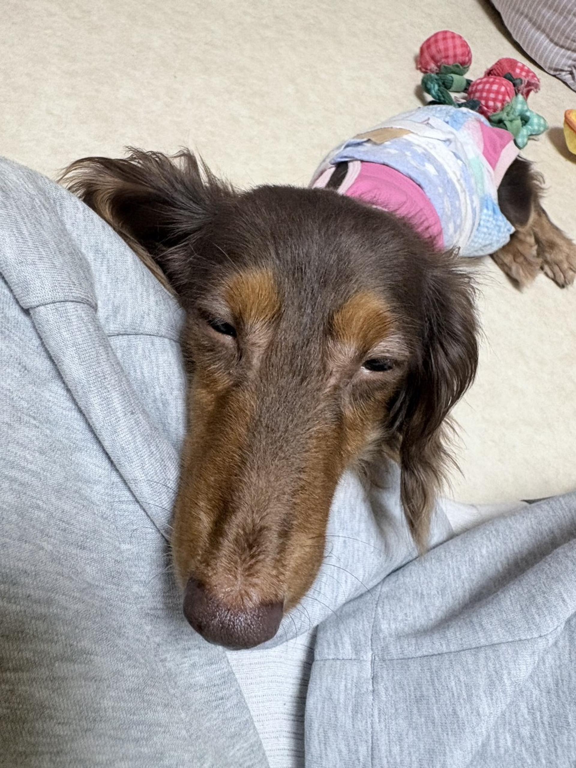 pet-image-9