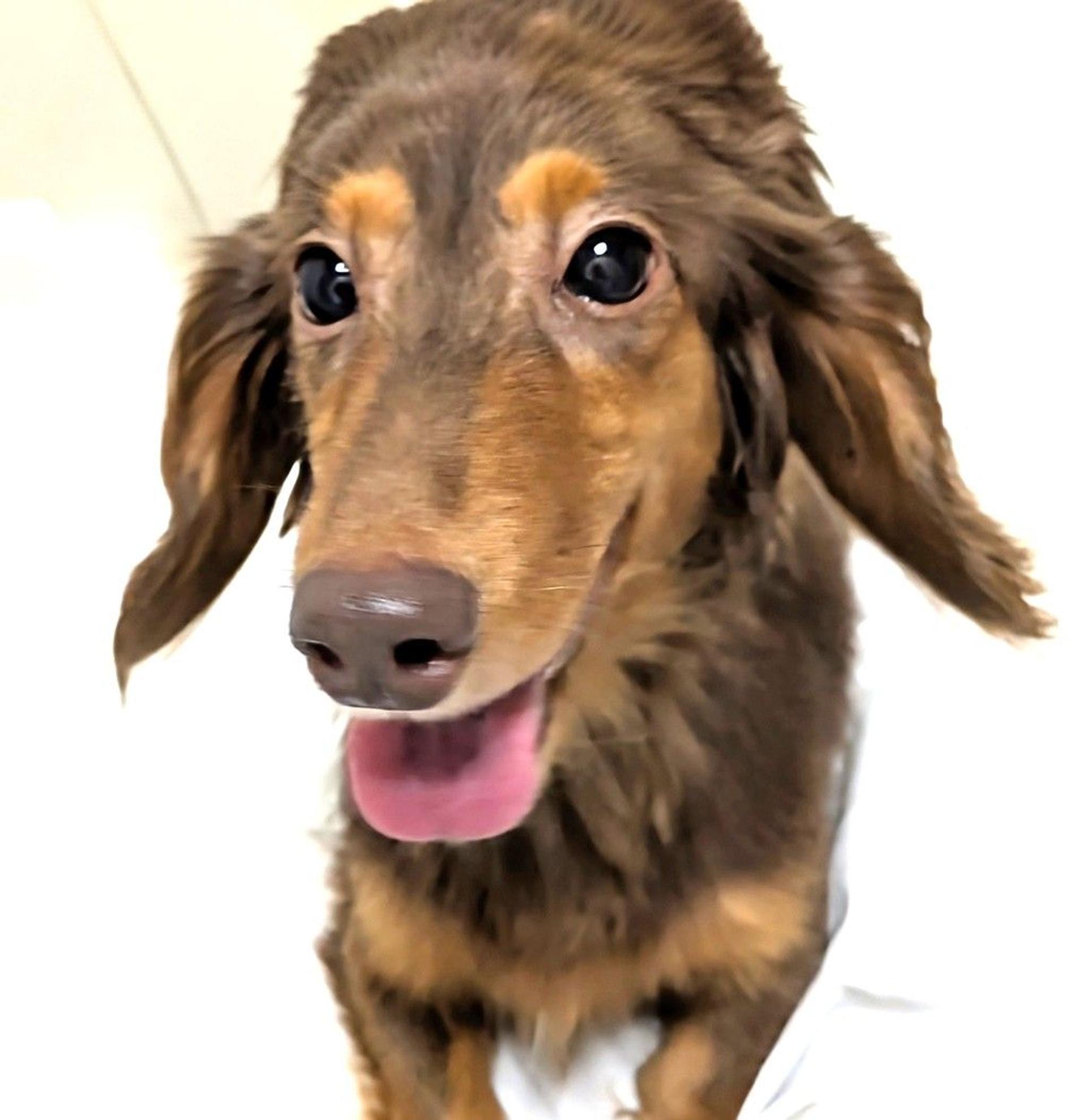pet-image-2