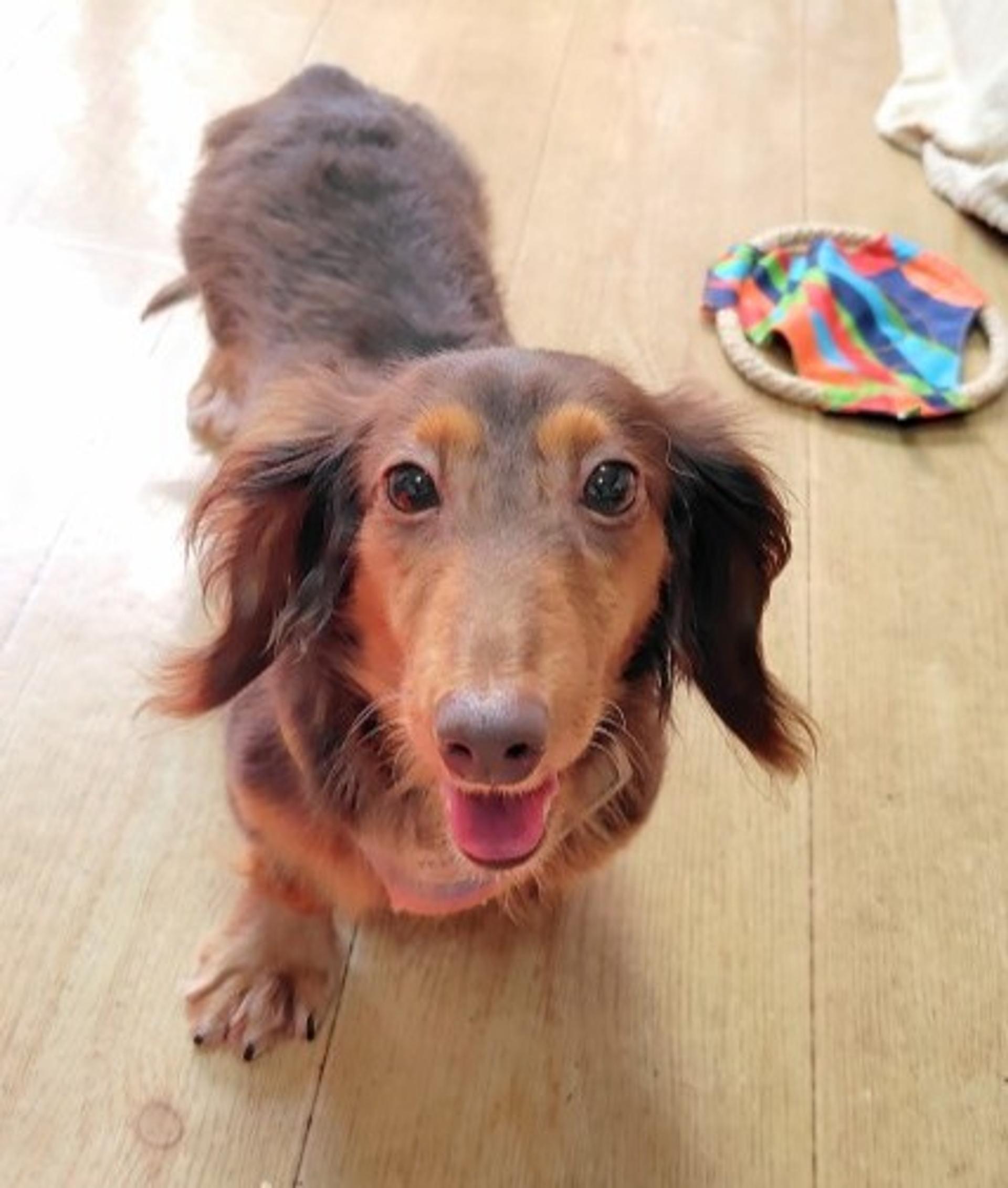 pet-image-7