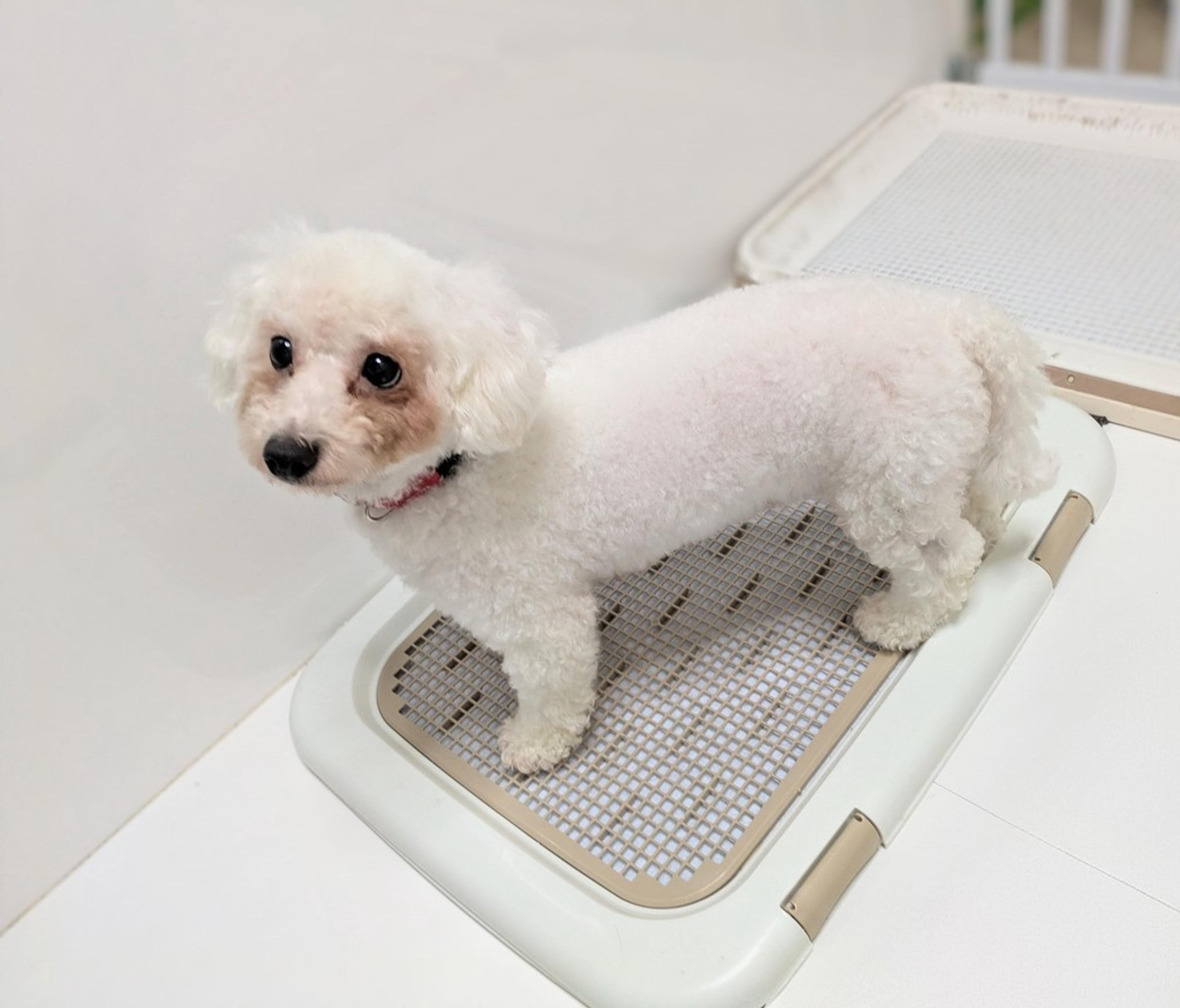 pet-image-4