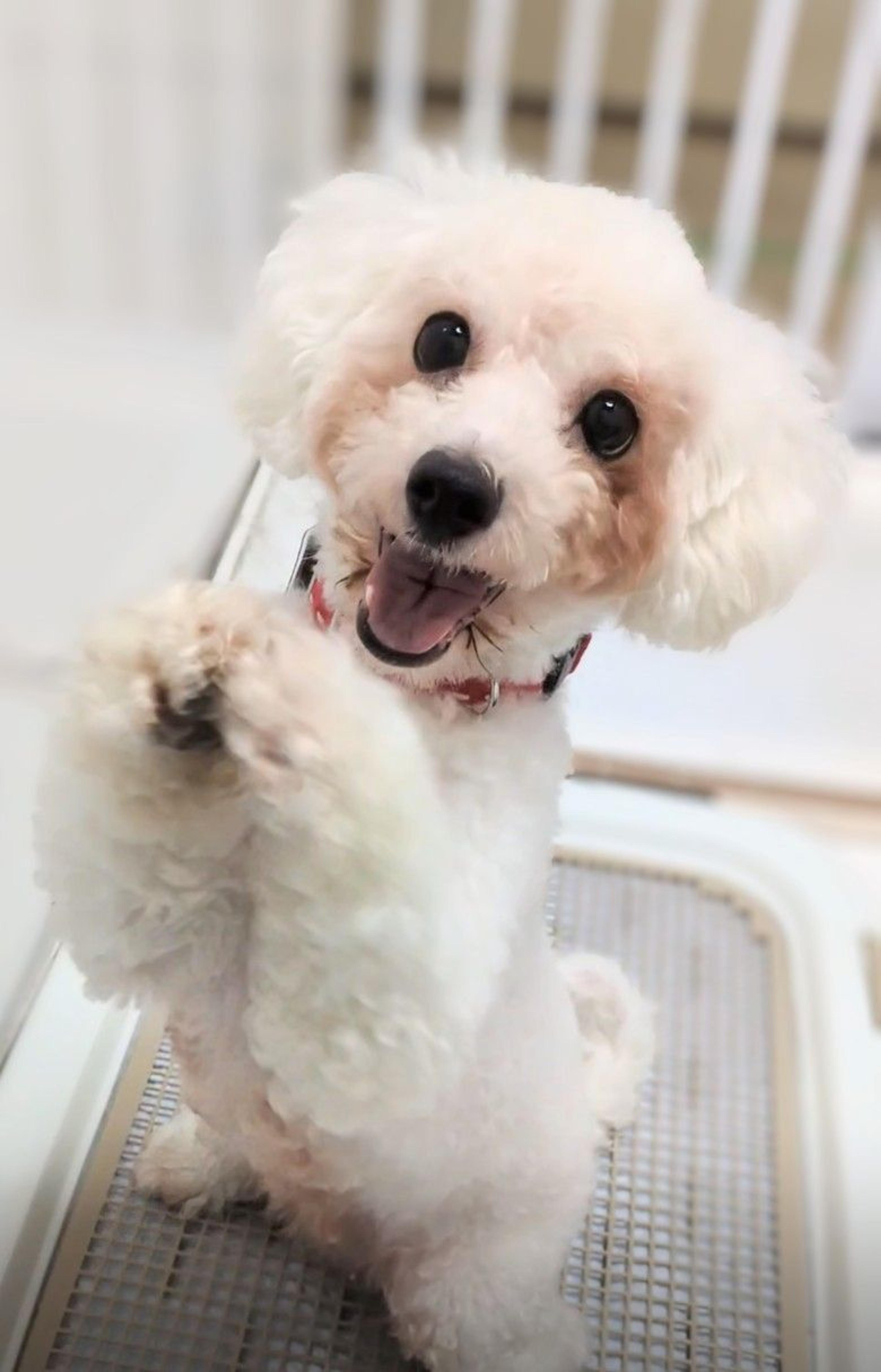 pet-image-3