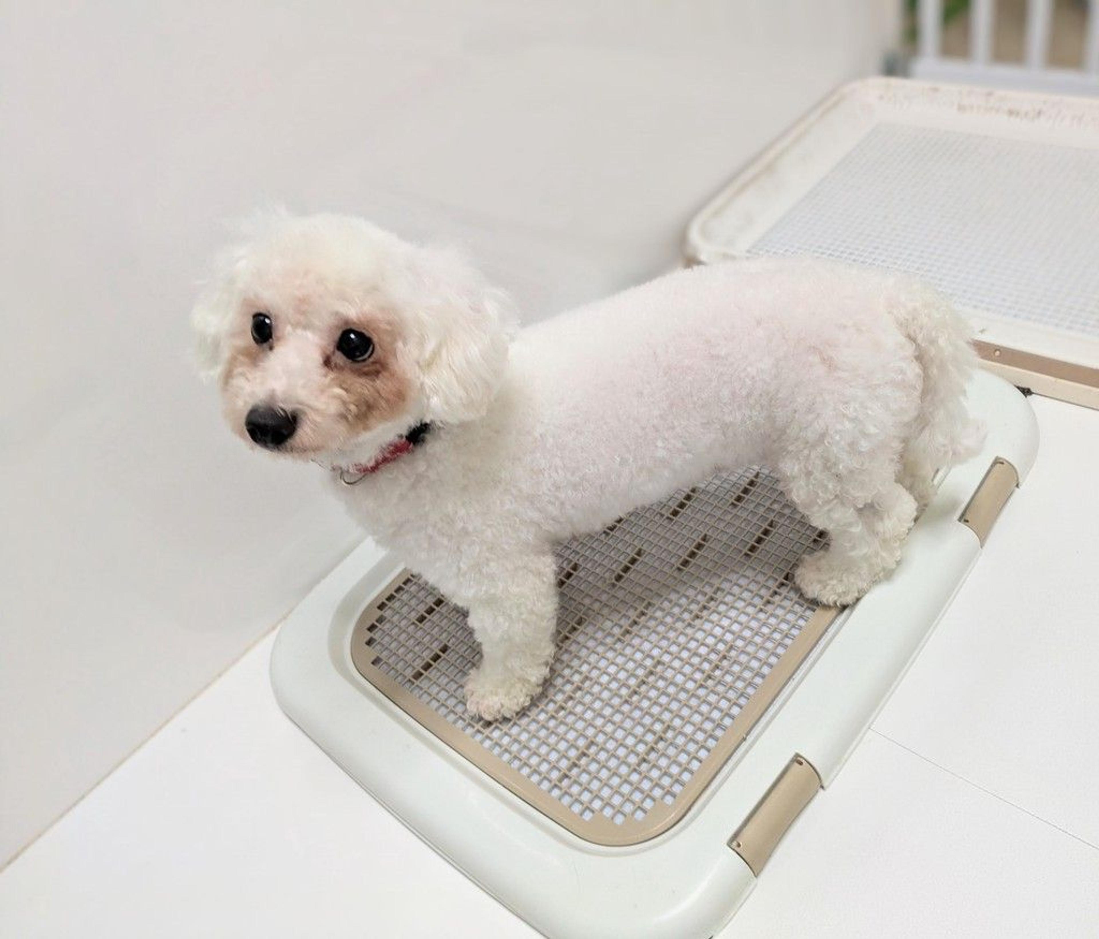 pet-image-4