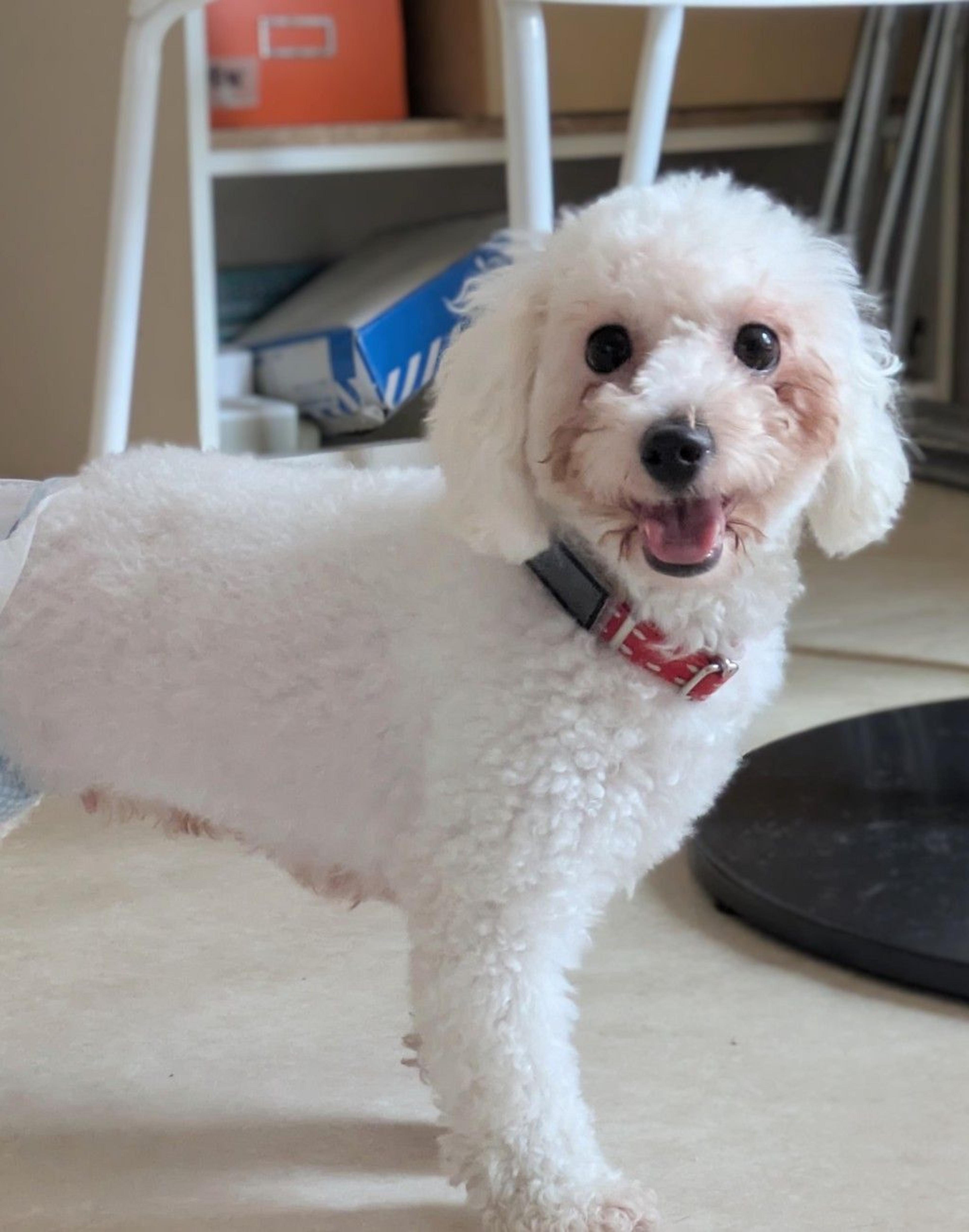 pet-image-6