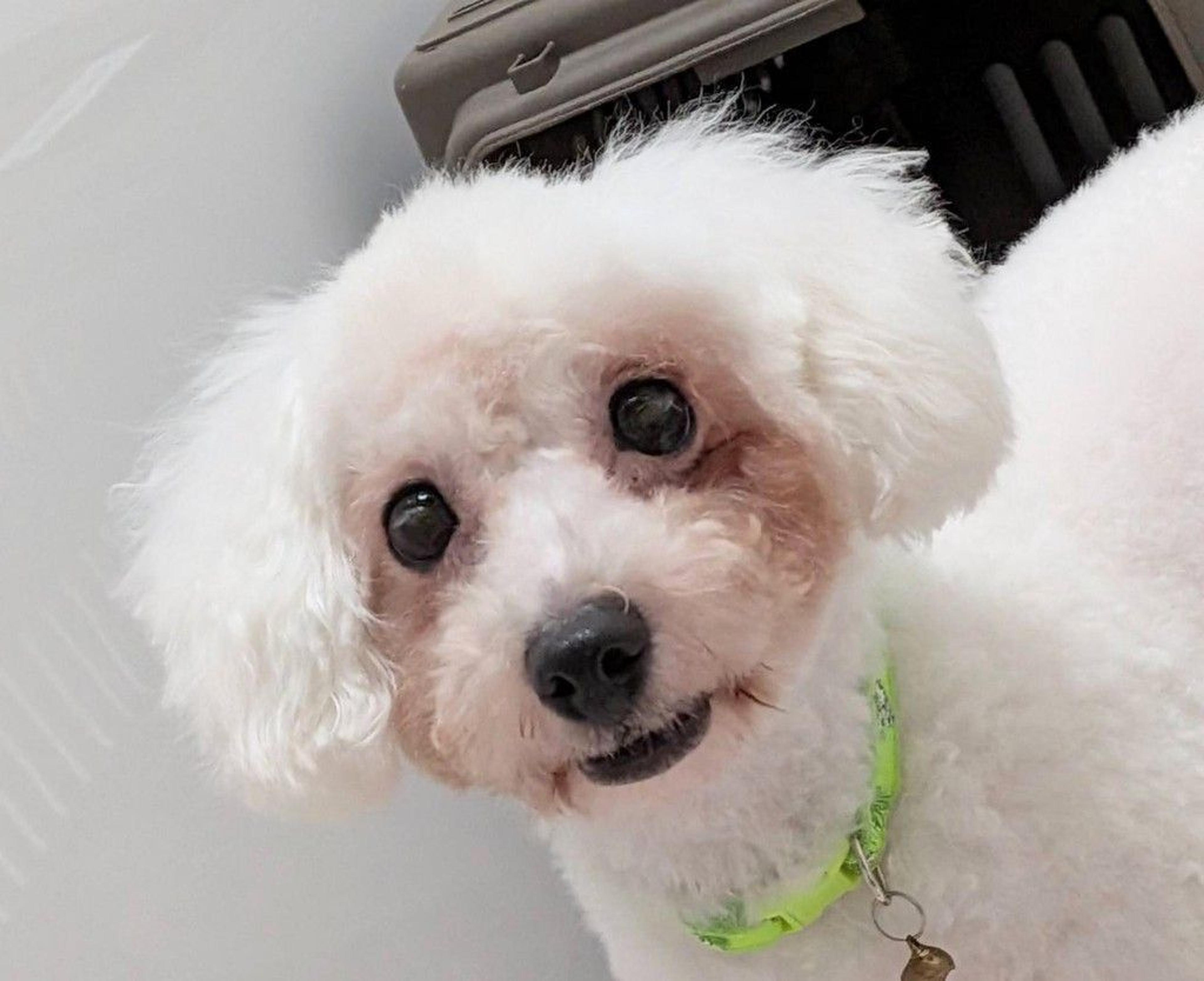 pet-image-8