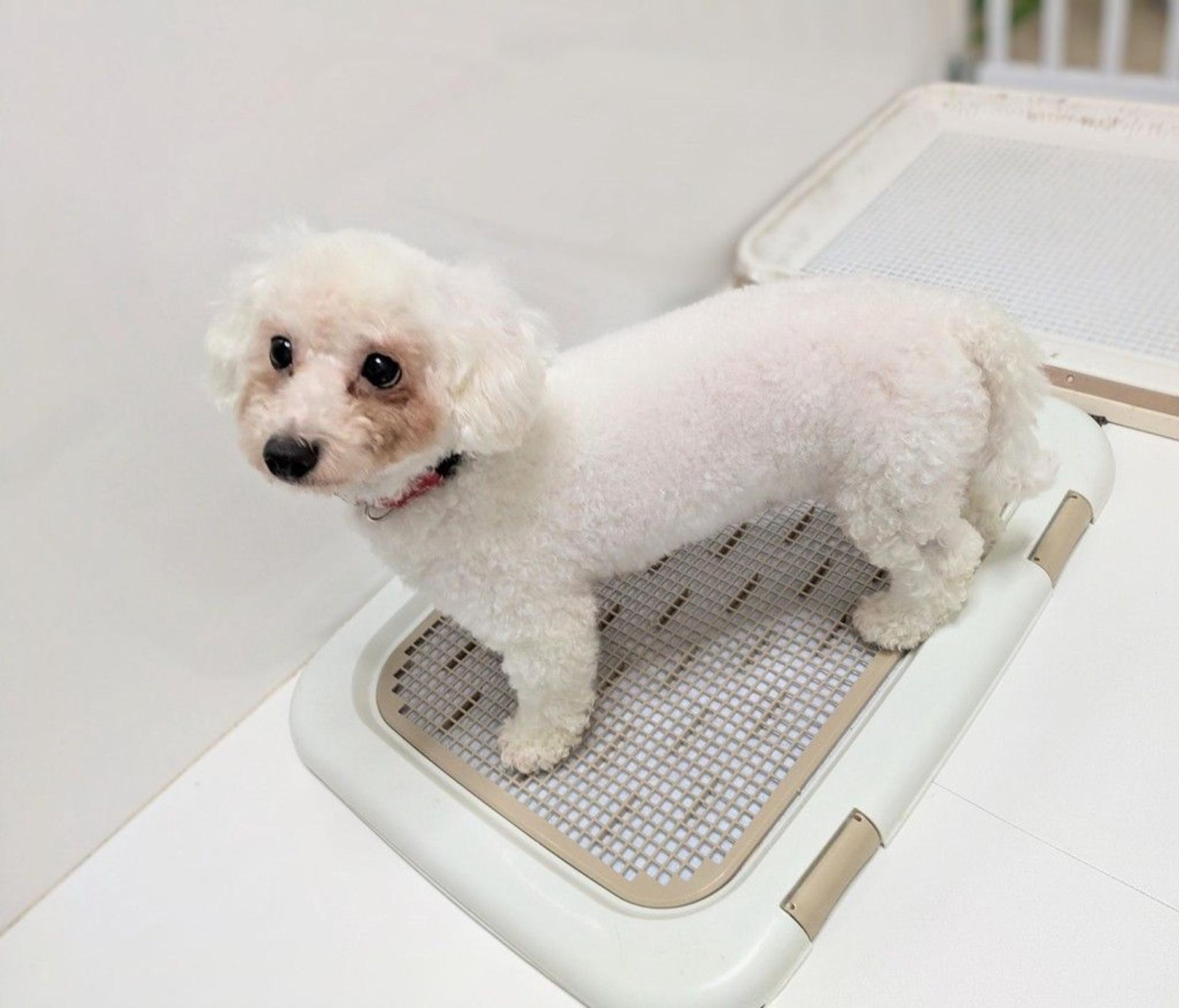 pet-image-5