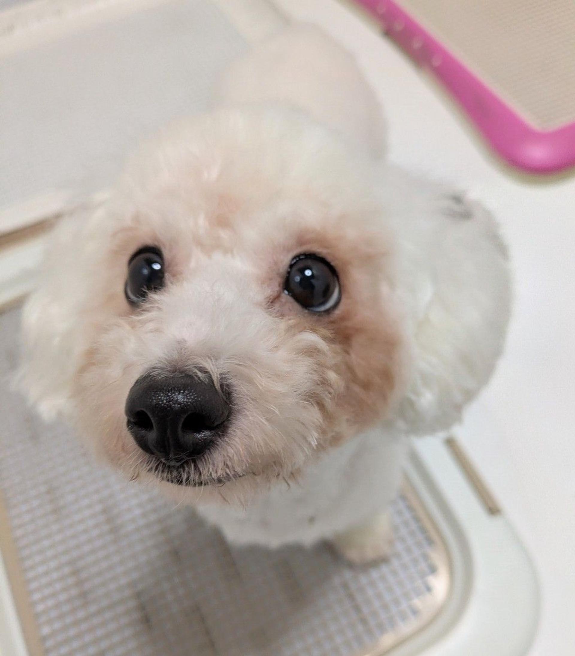 pet-image-6