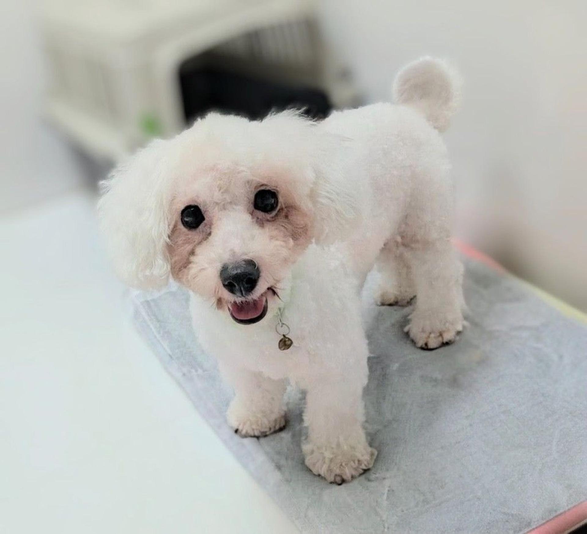 pet-image-8