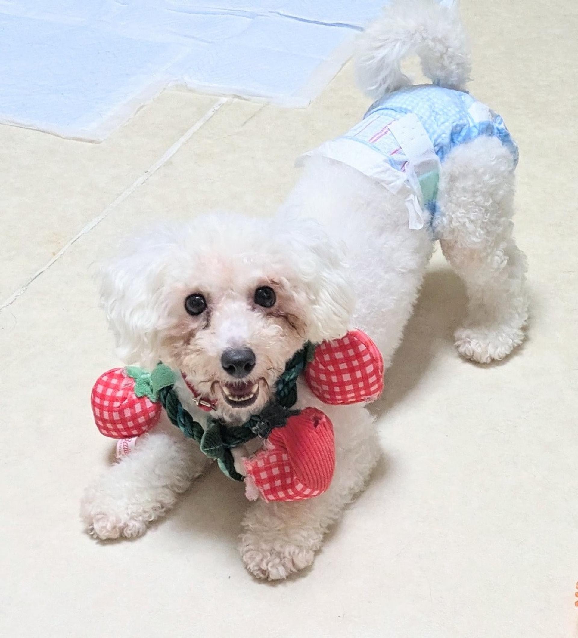 pet-image-10