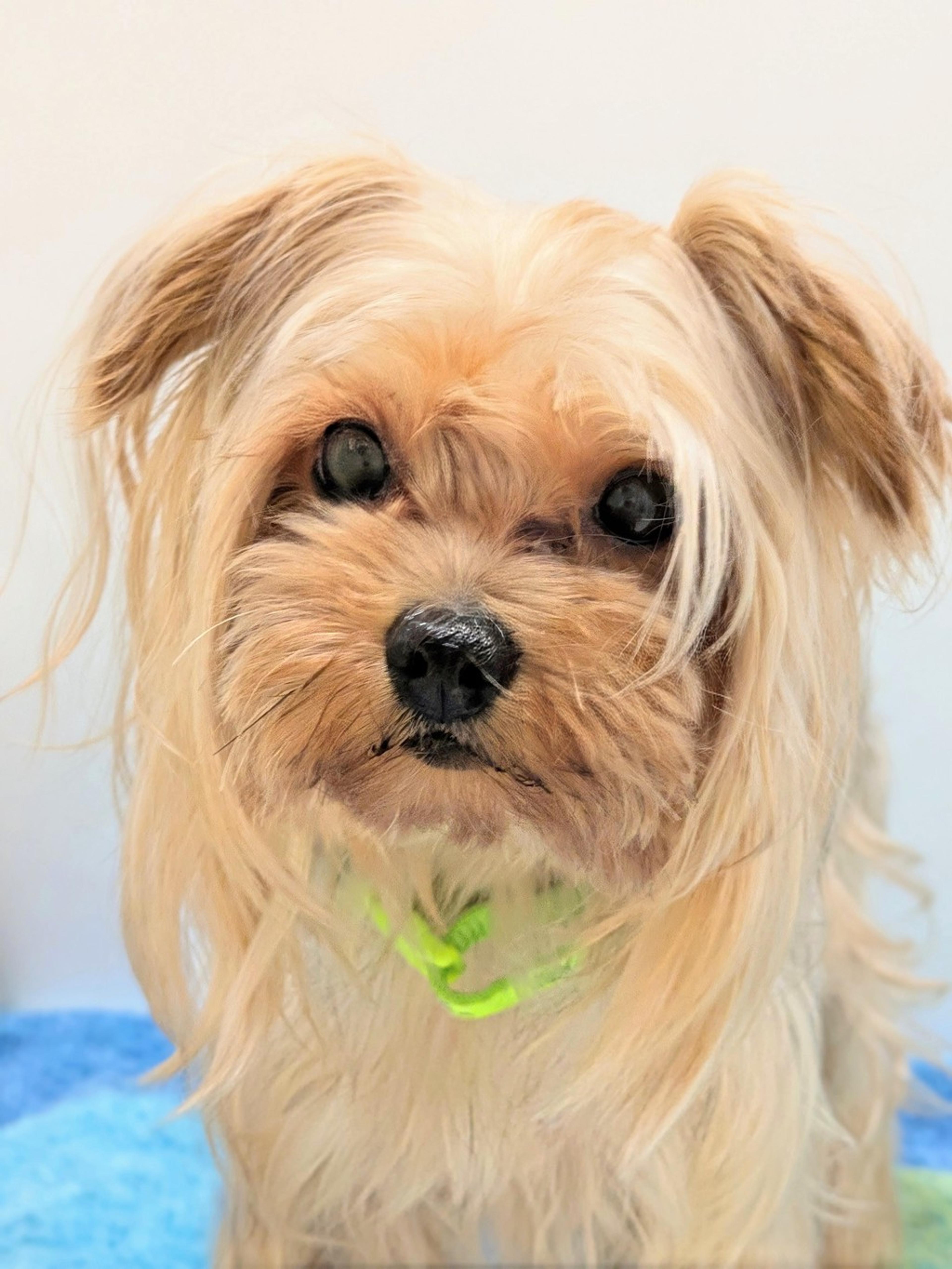 pet-image-3