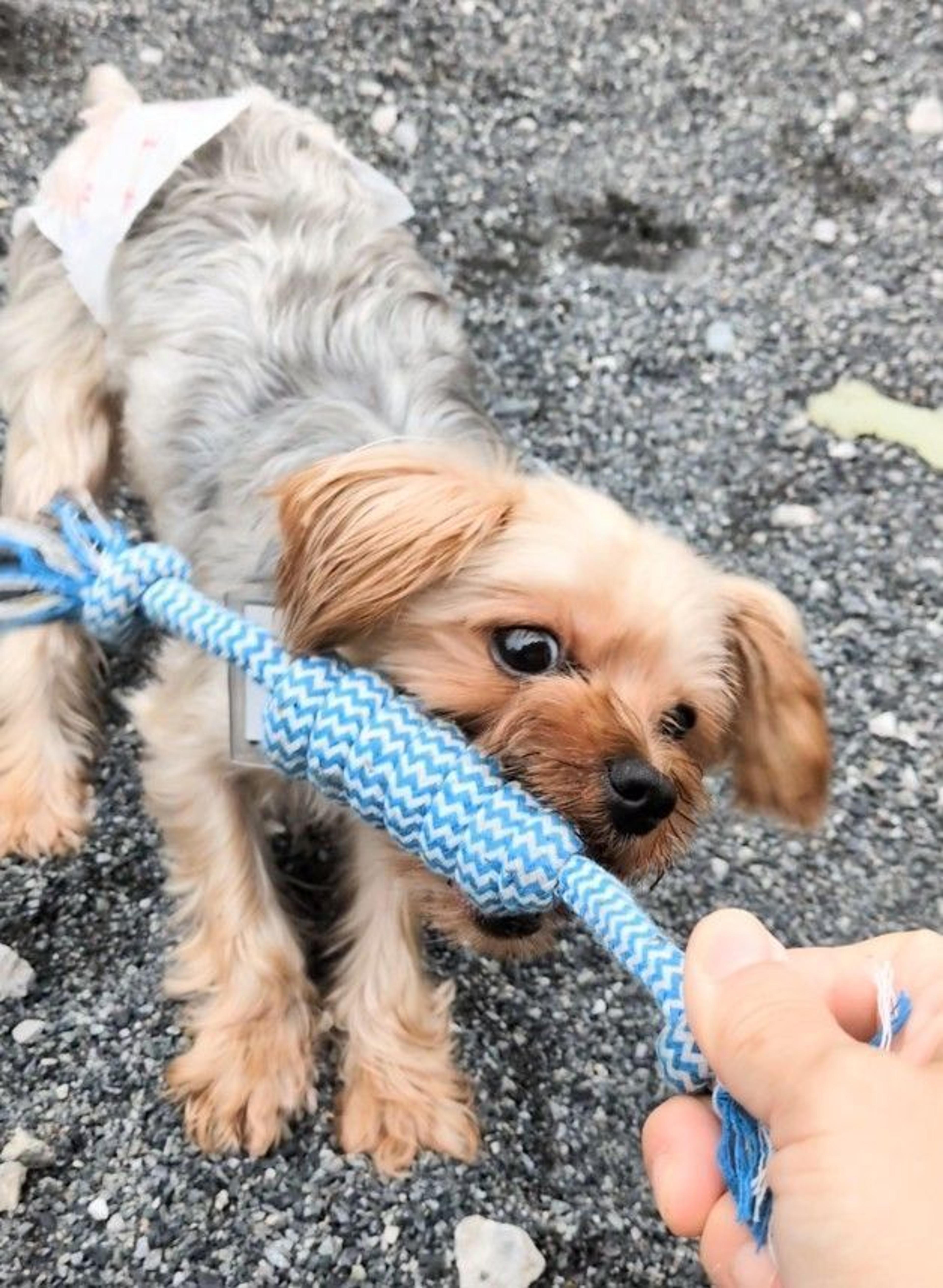 pet-image-4