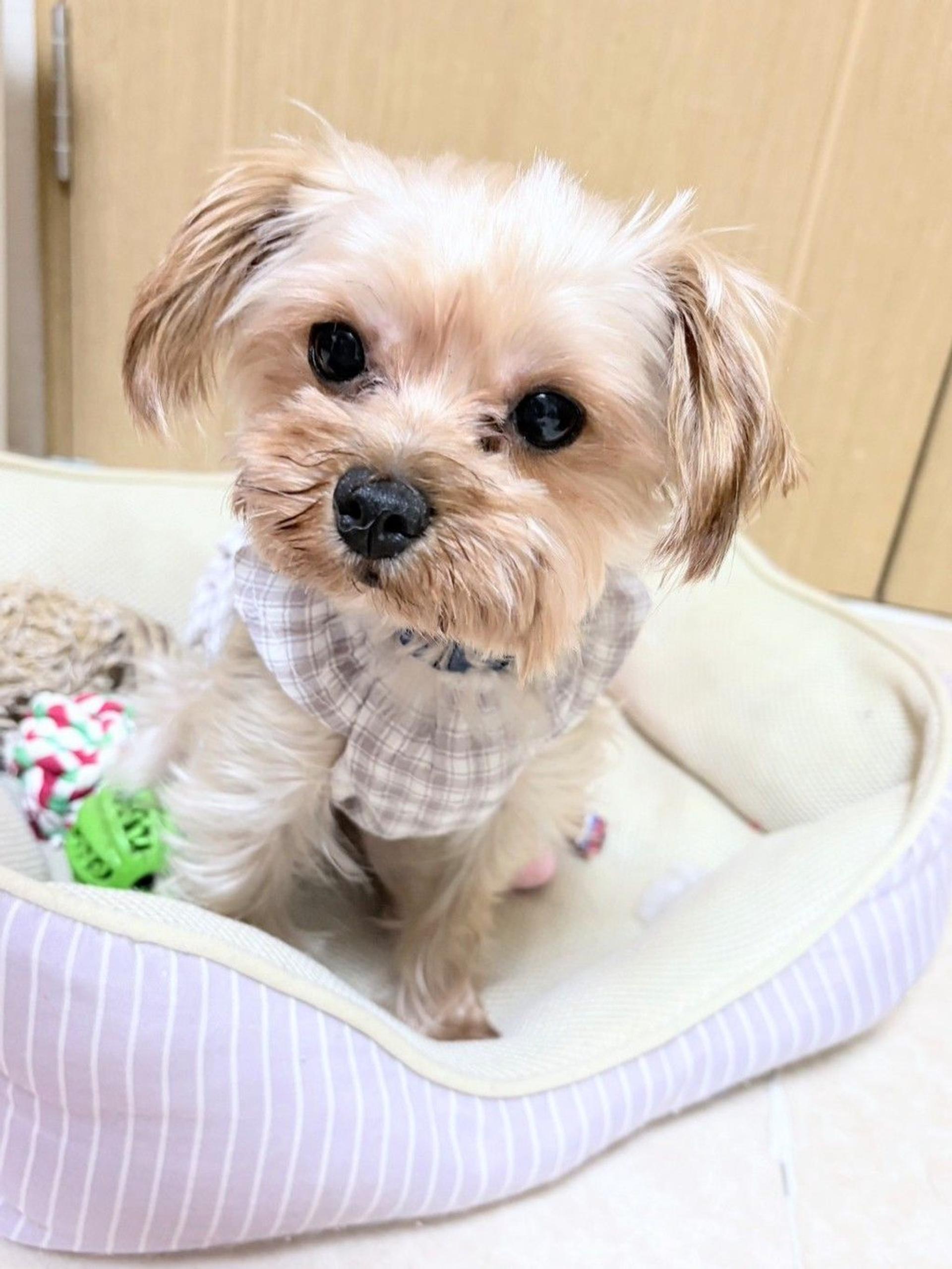 pet-image-8