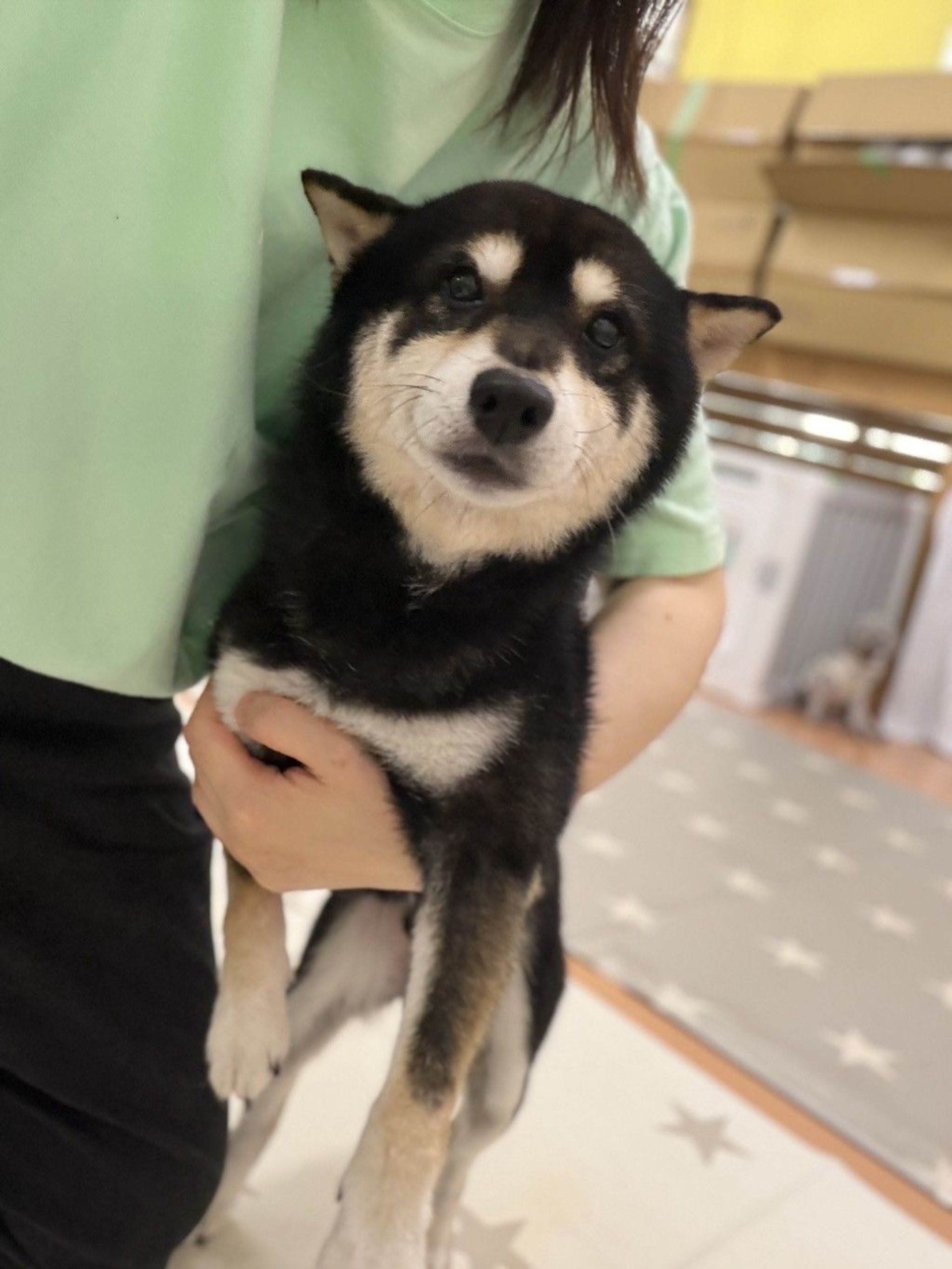 柴犬・オスの里親募集の写真
