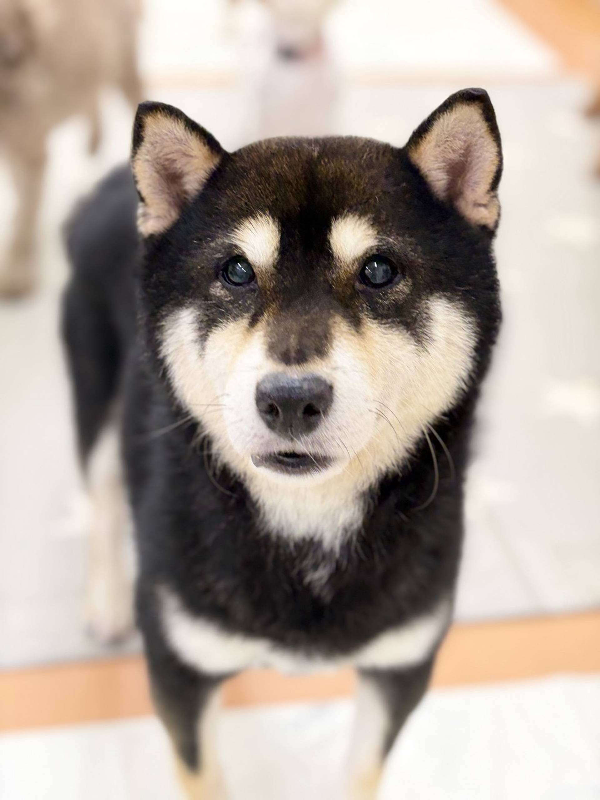 柴犬・オスの里親募集の写真