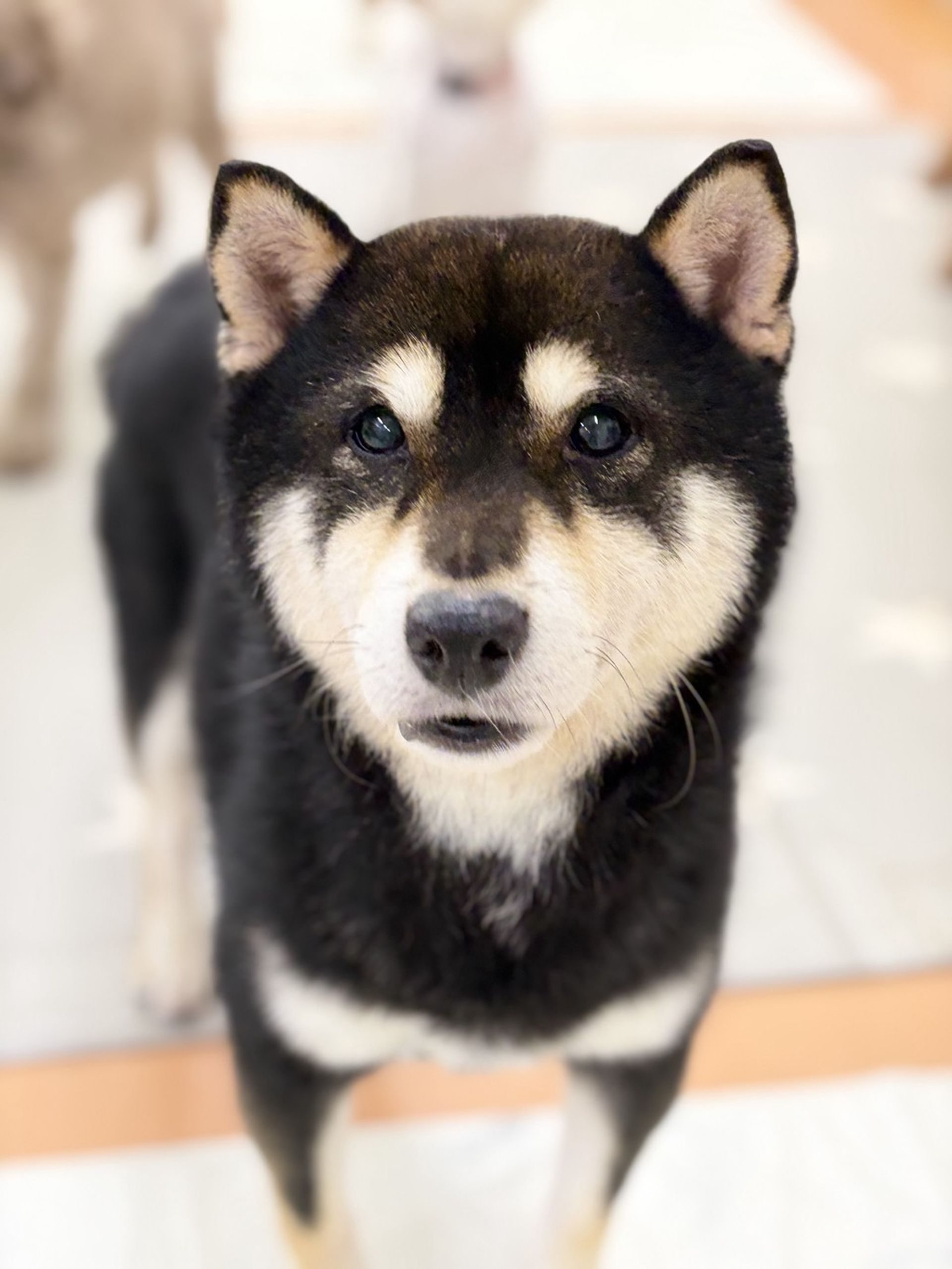 柴犬・オスの里親募集の写真