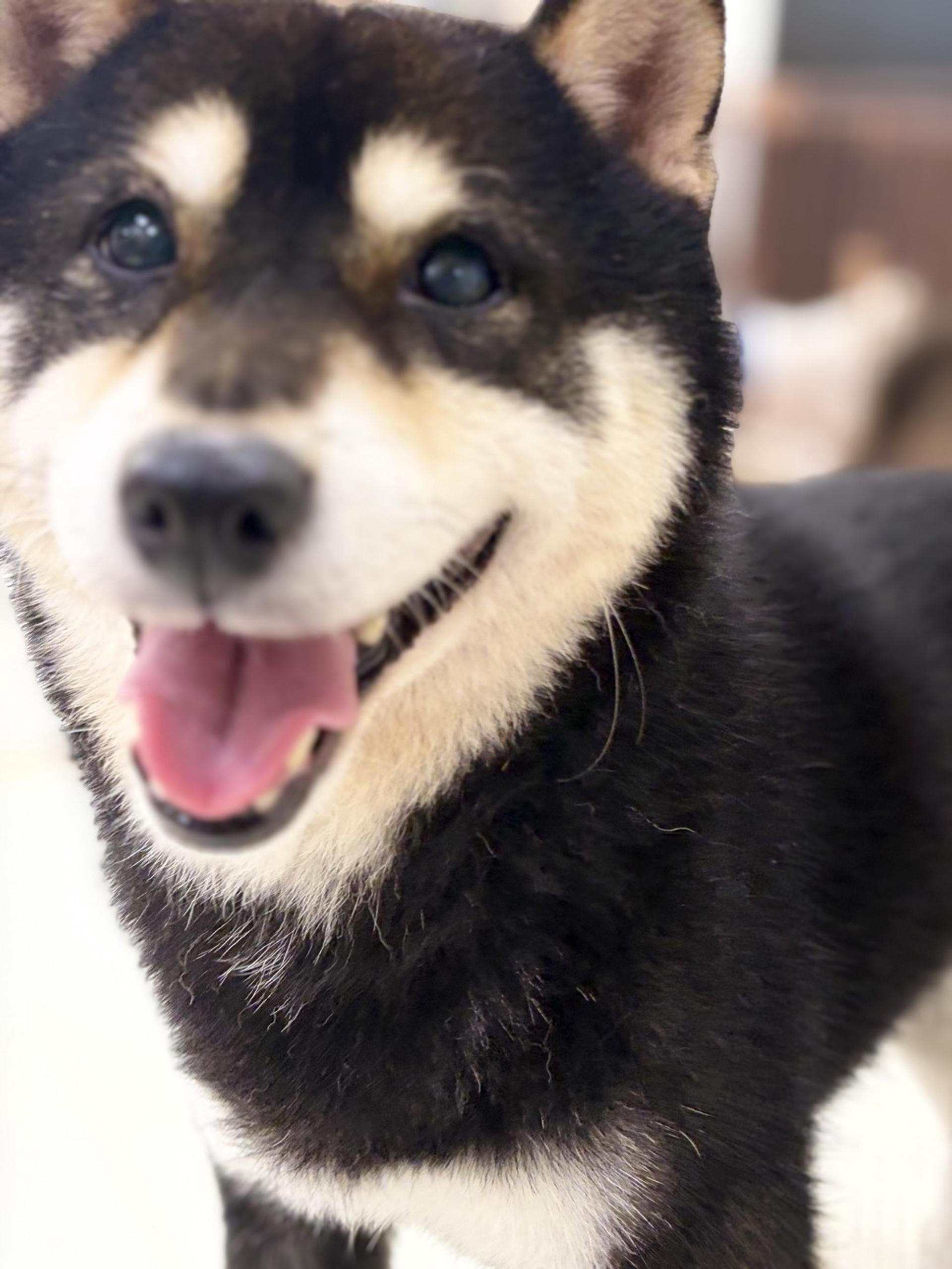 pet-image-4