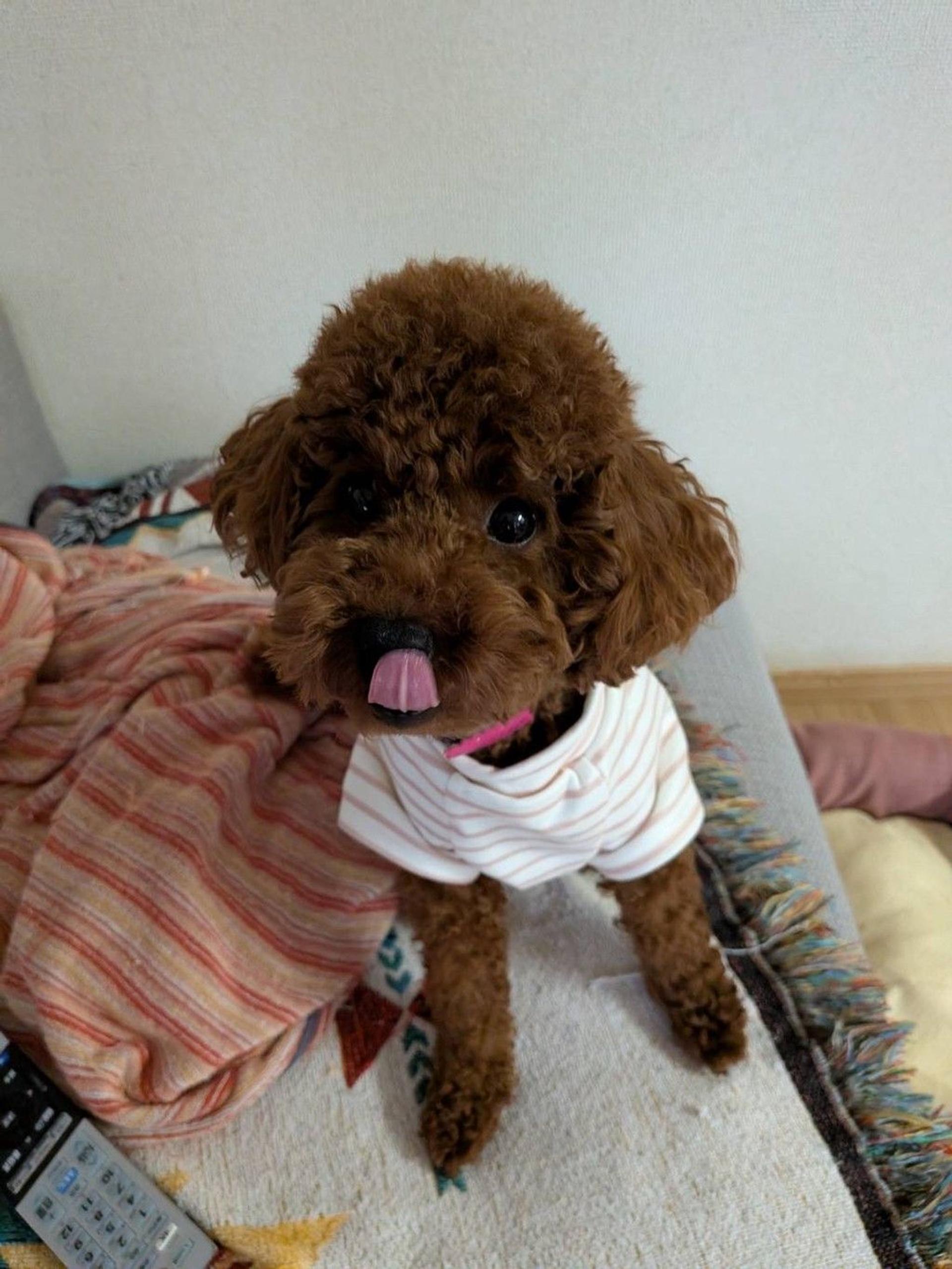 pet-image-2