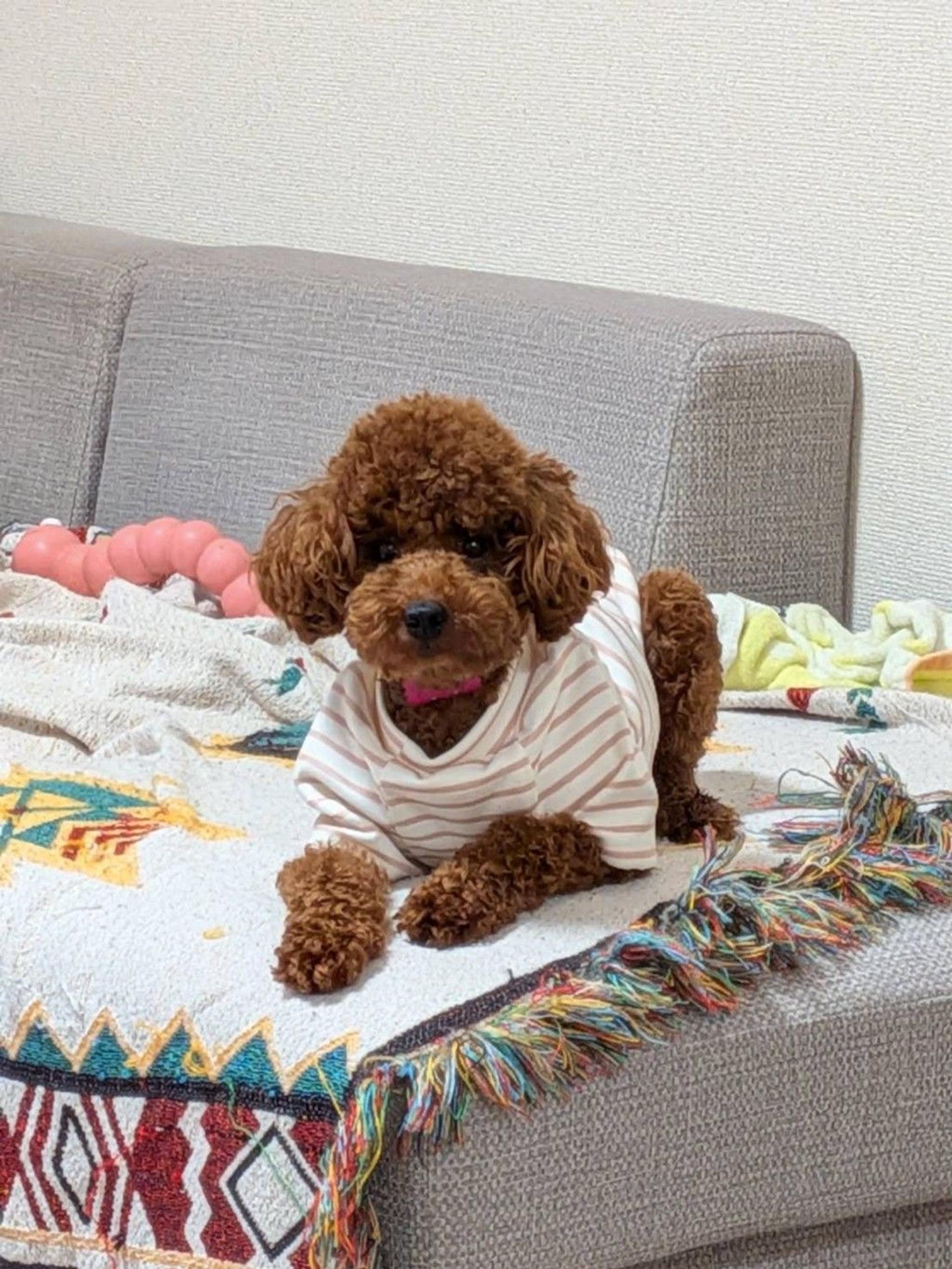 pet-image-3