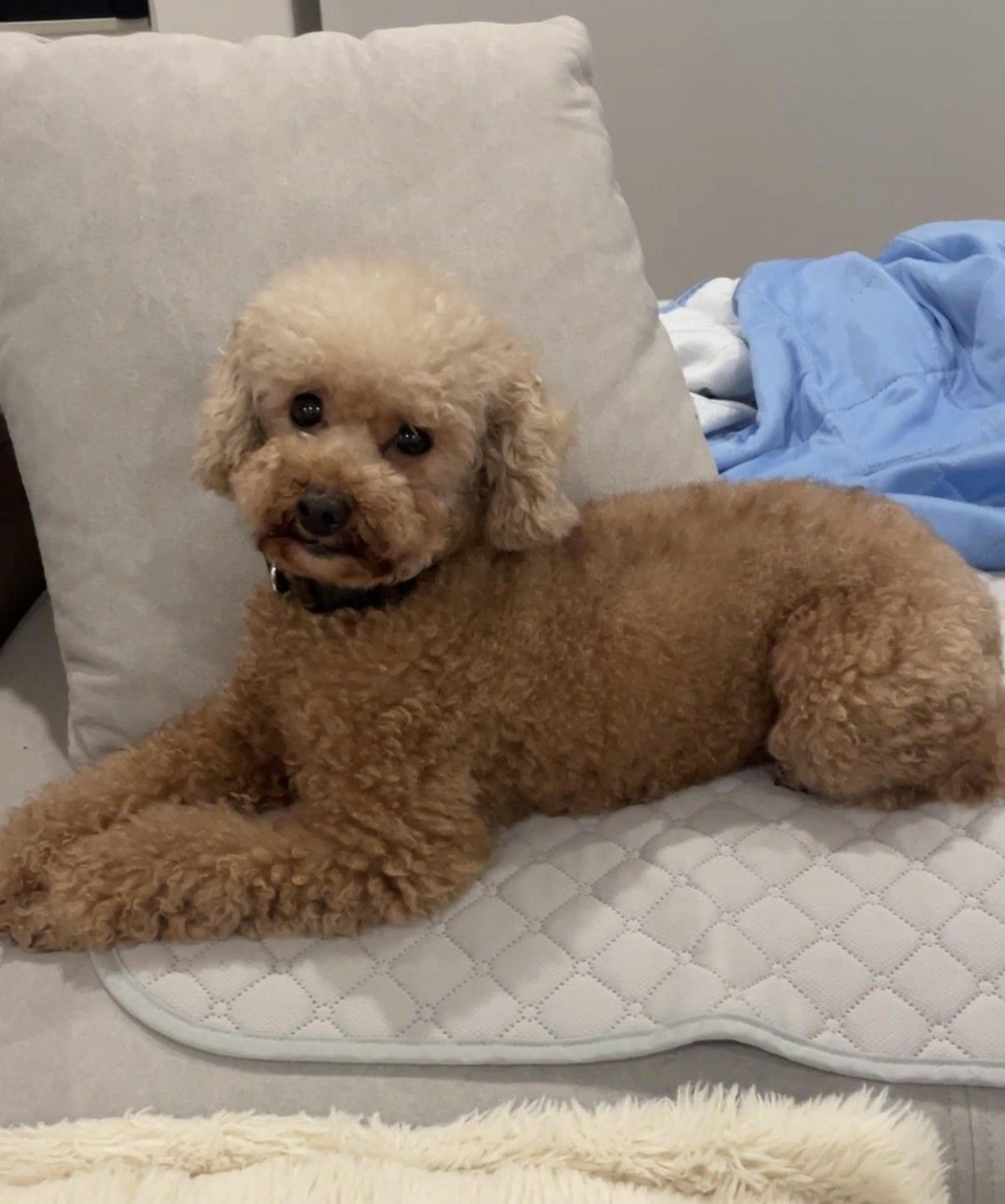 pet-image-5
